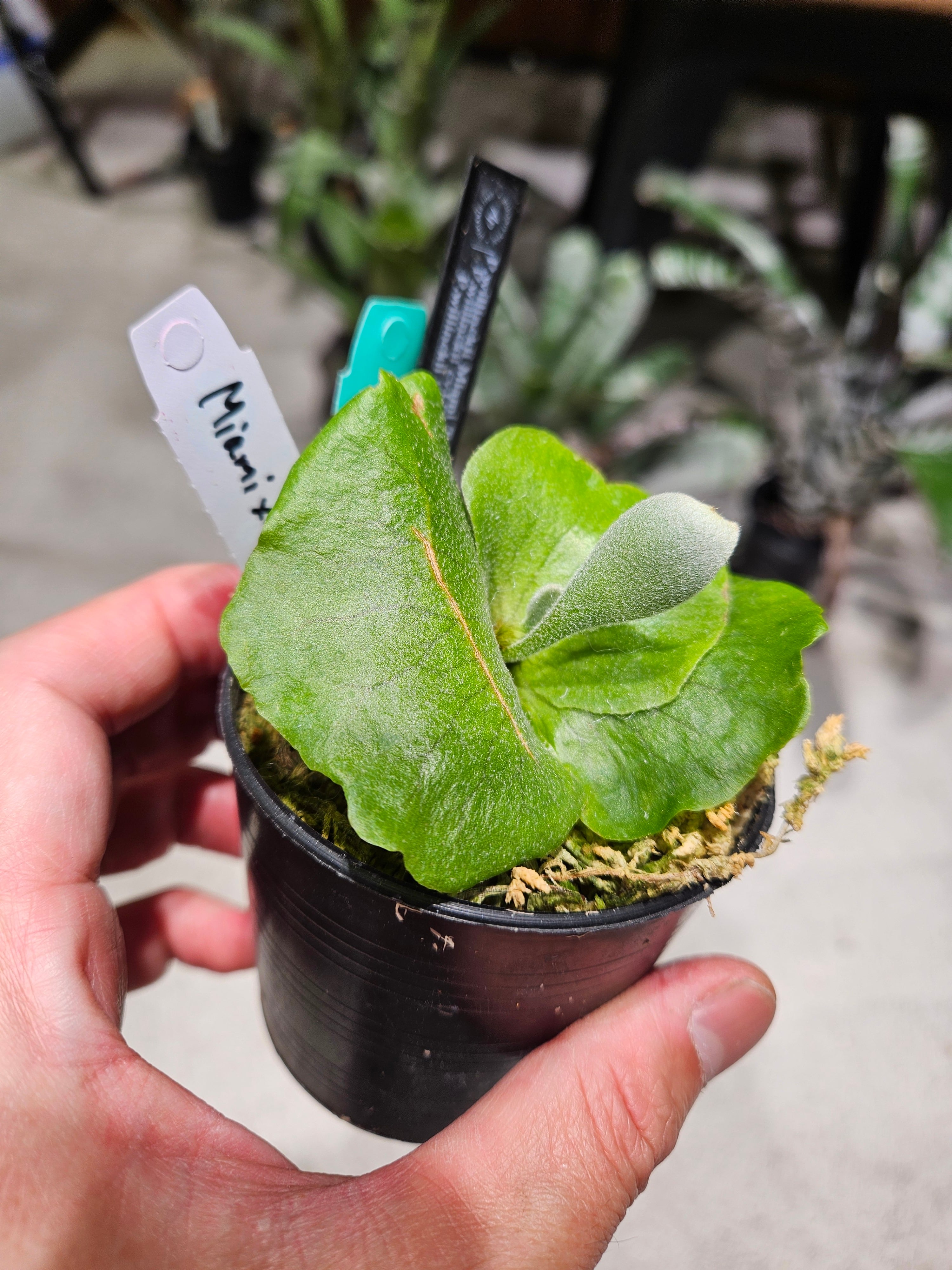 P.Jikgo Asia 【artPLANTs】 ビカクシダ/Platycerium | artPLANTs