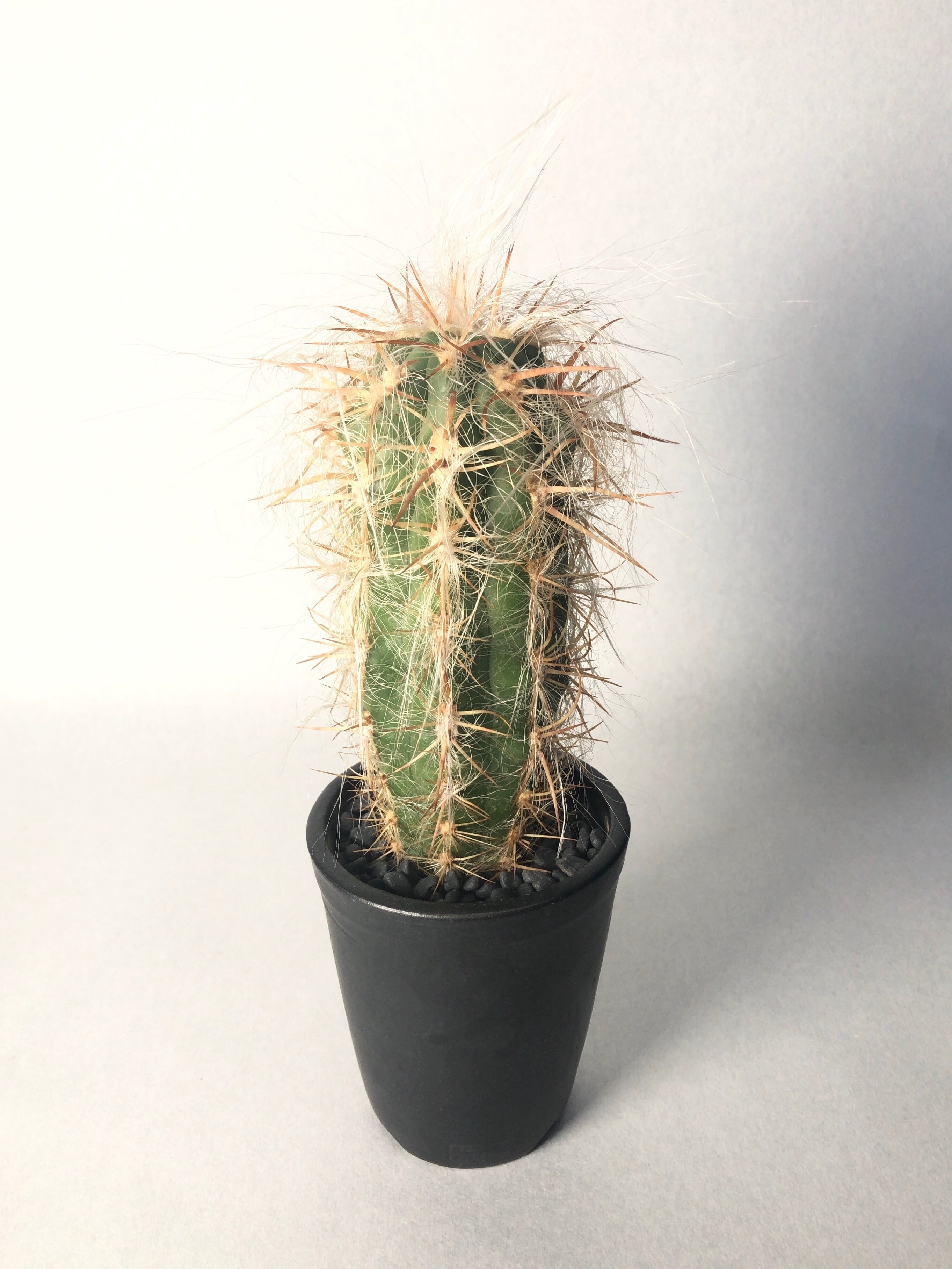 オレオセレウス　ライオン錦　鶴仙園 bc4d8cd64390065c4708ede3da59f4