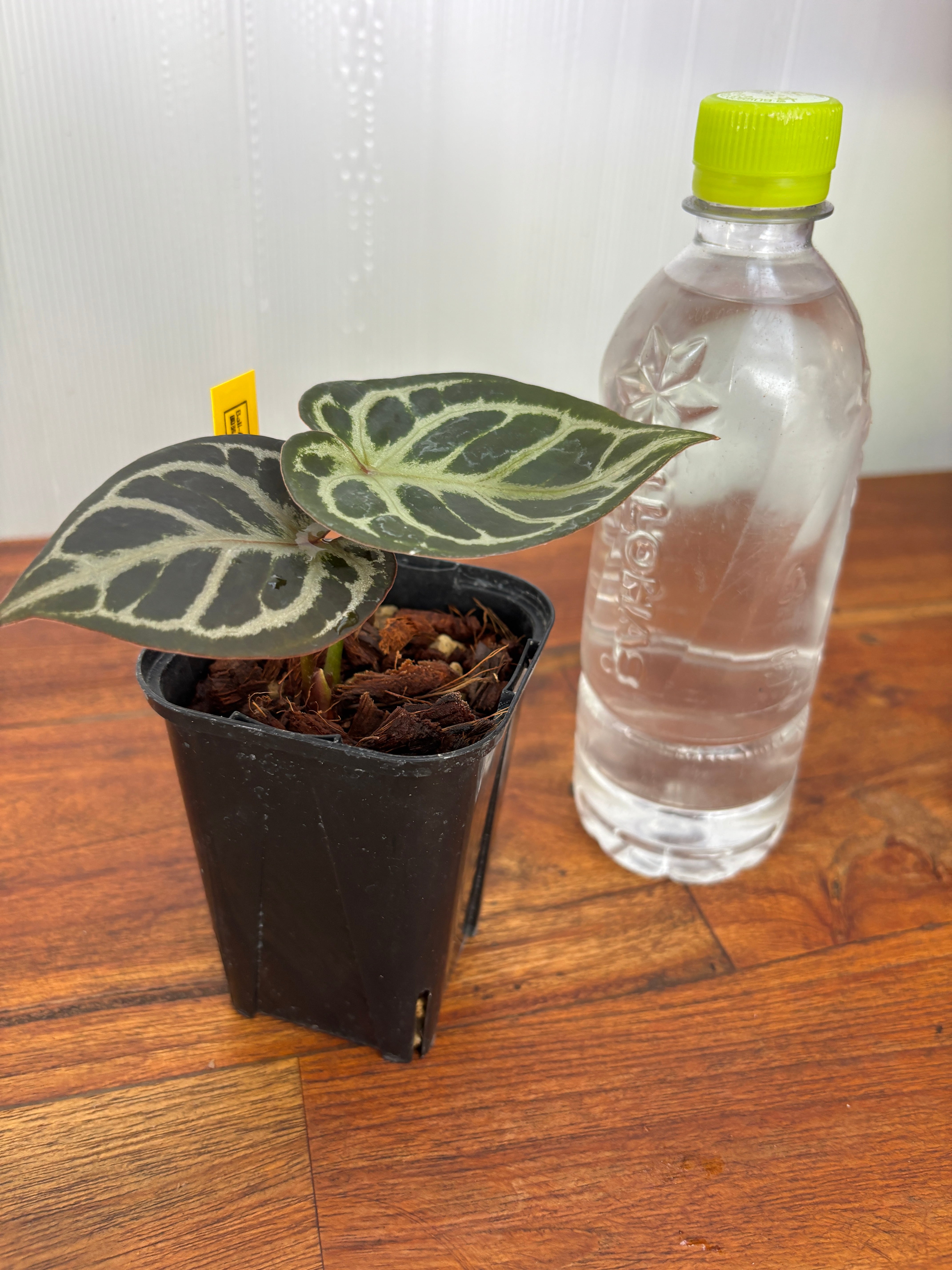 Anthurium | BALI-AN 園芸