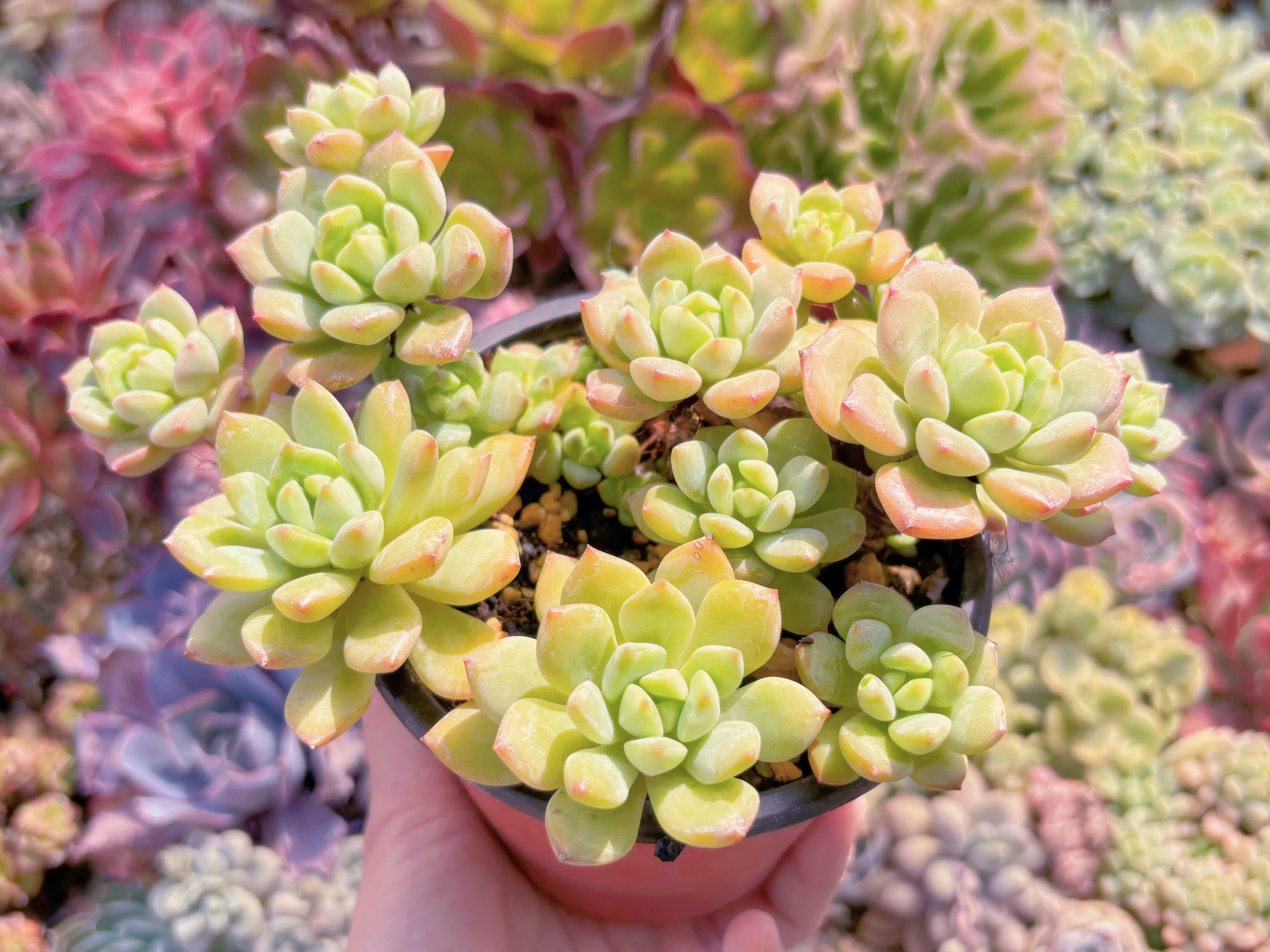 現品　リトルビューティー#042　るる農園