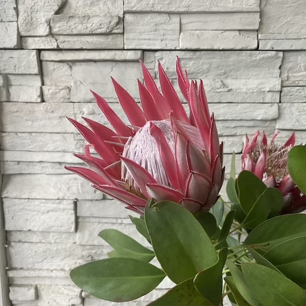 見切品】プロテア リトルプリンス | 橋本種苗園