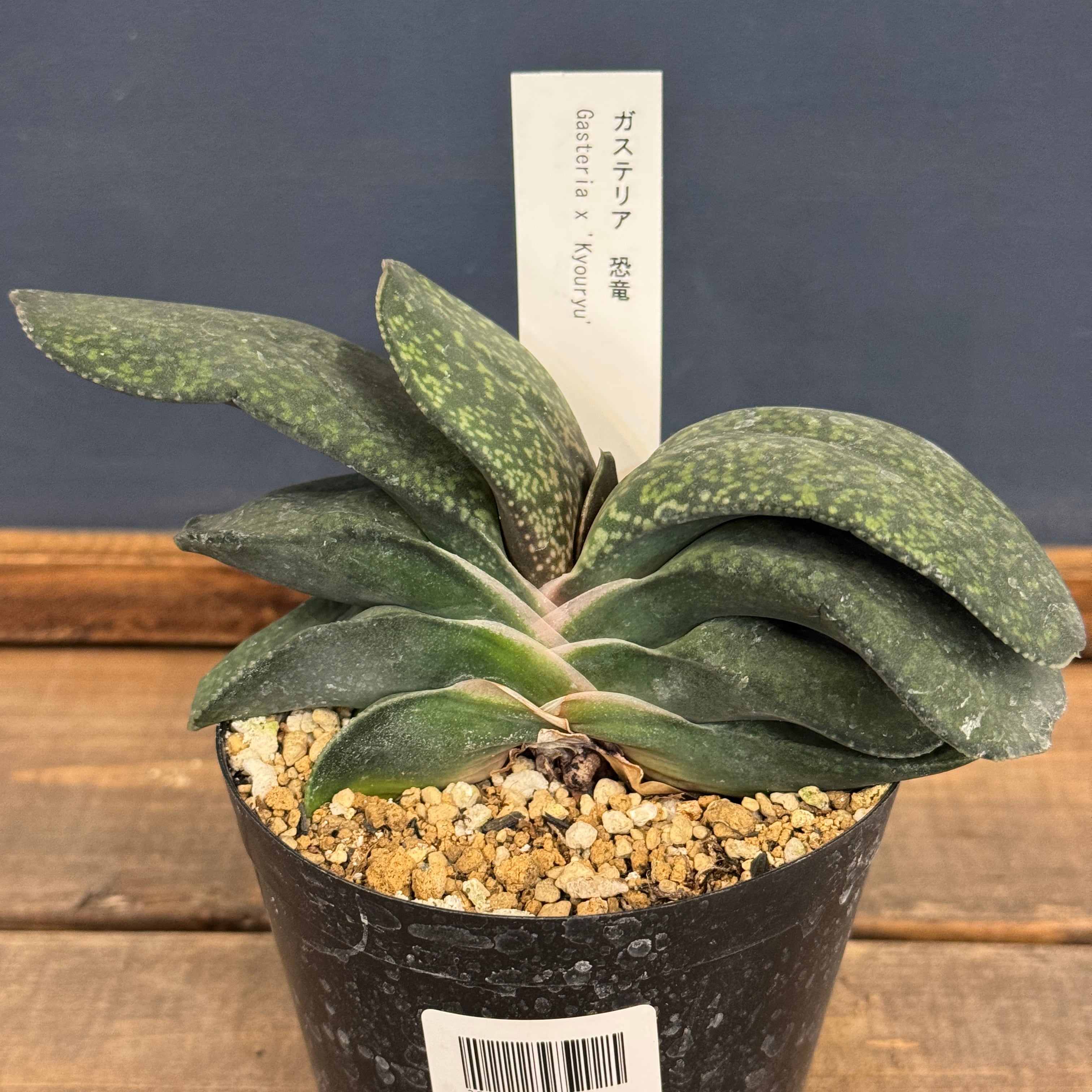 ガステリア 恐竜【843】 | PROTOLEAF プロトリーフ