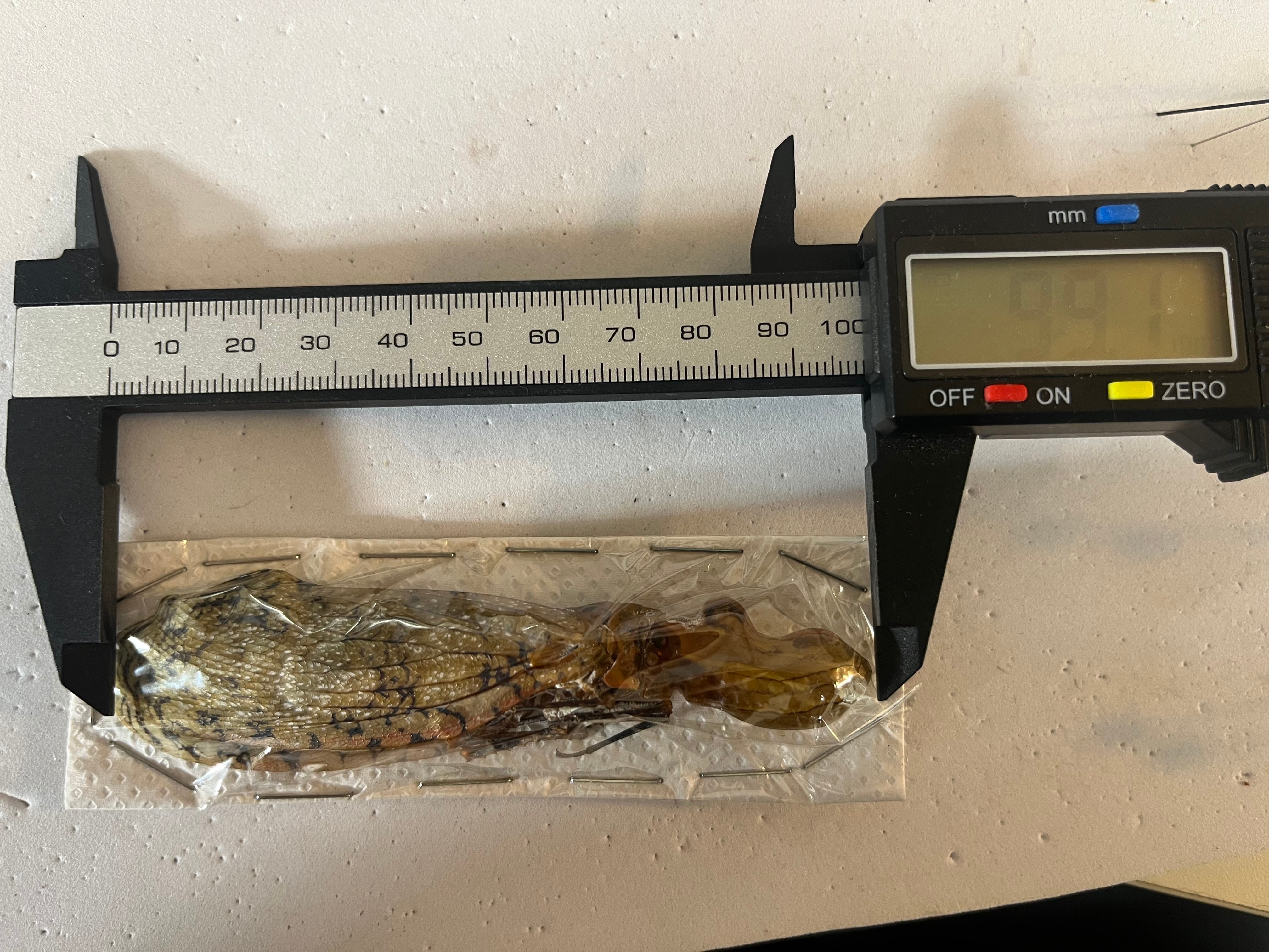 99mm】オオテングビワハゴロモ 外国産蝶標本 標本 蝶 蛾 ヤママユ