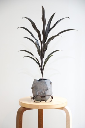 【M】コルジリネ パープルダズル/Ficus