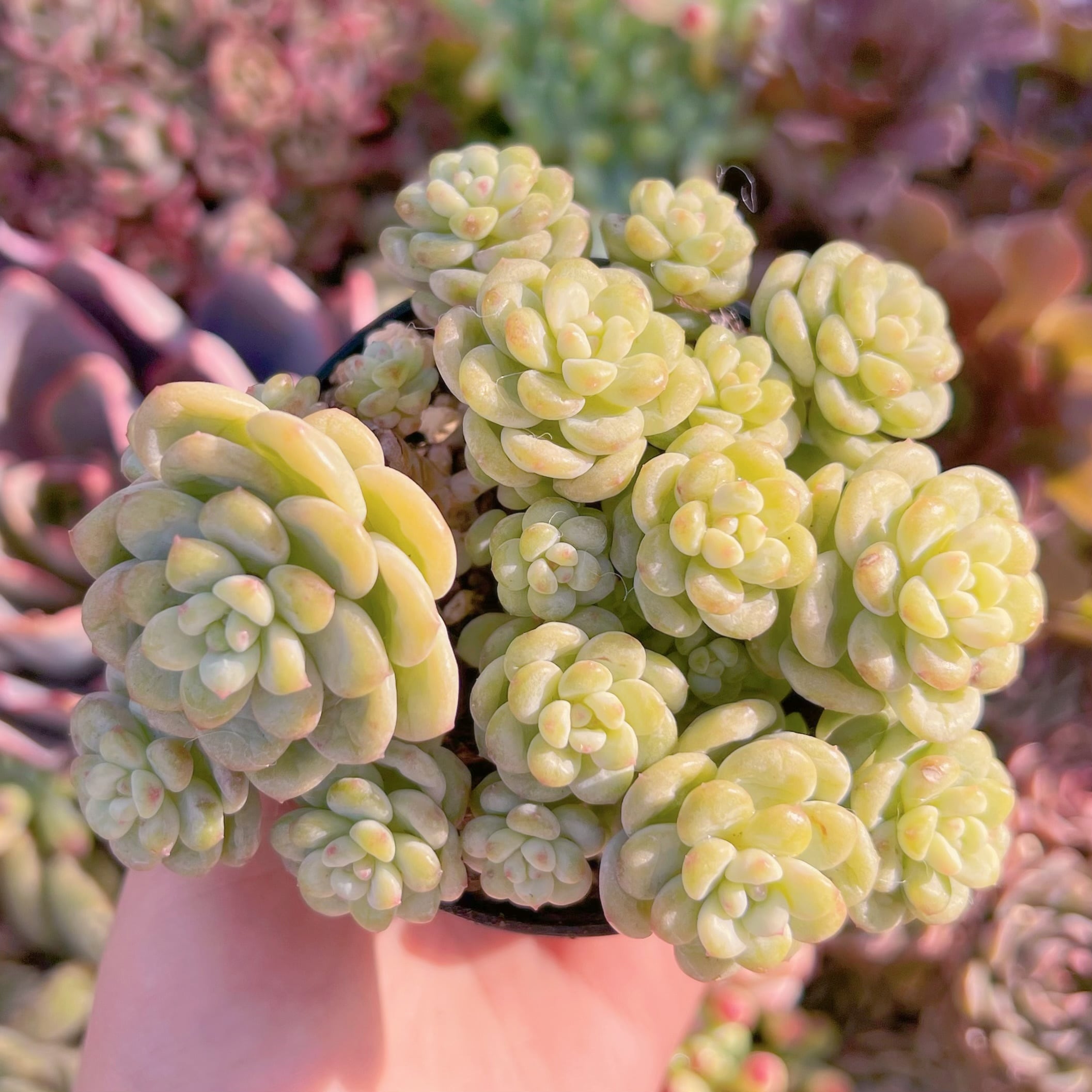 現品　サンシャインローズ#1137　群生　るる農園