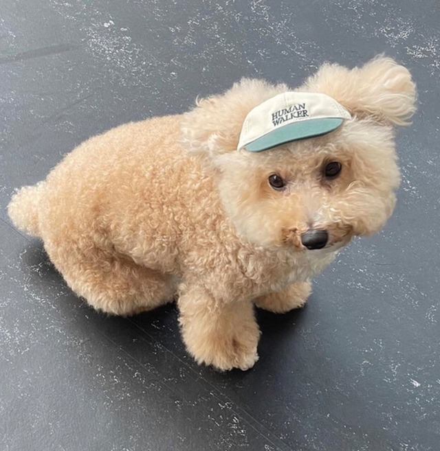 〈予約アイテム〉pebs / Ball cap(わんこ用) Sサイズ