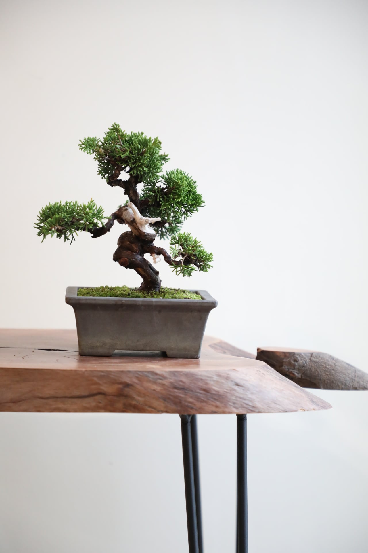 S】糸魚川真柏 盆栽/Juniper Shimpaku ※樹齢20年 | 【厳選植物・器