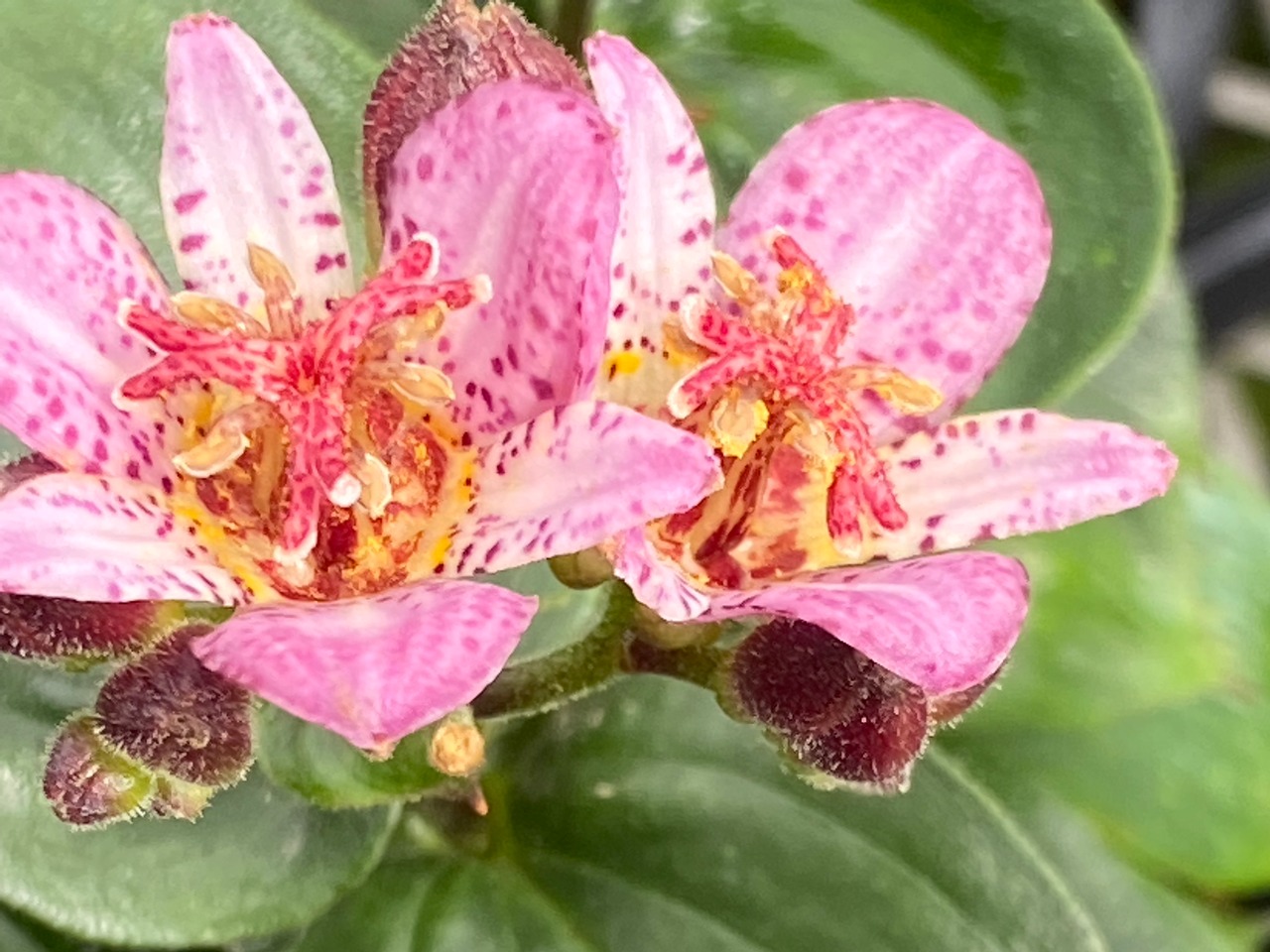 ダルマホトトギス（達磨杜鵑）７，５ｃｍ〜９ｃｍポット【山野草】【タイワンホトトギス】の画像02