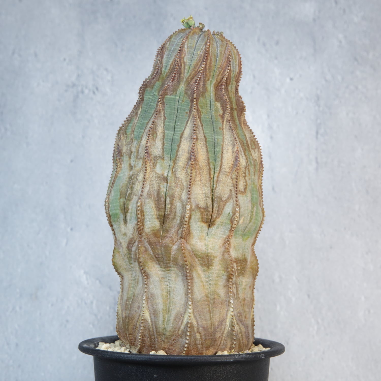 オス株【超厳選株】超大株 直径約8.7cm マウンテン ヴィンテージ