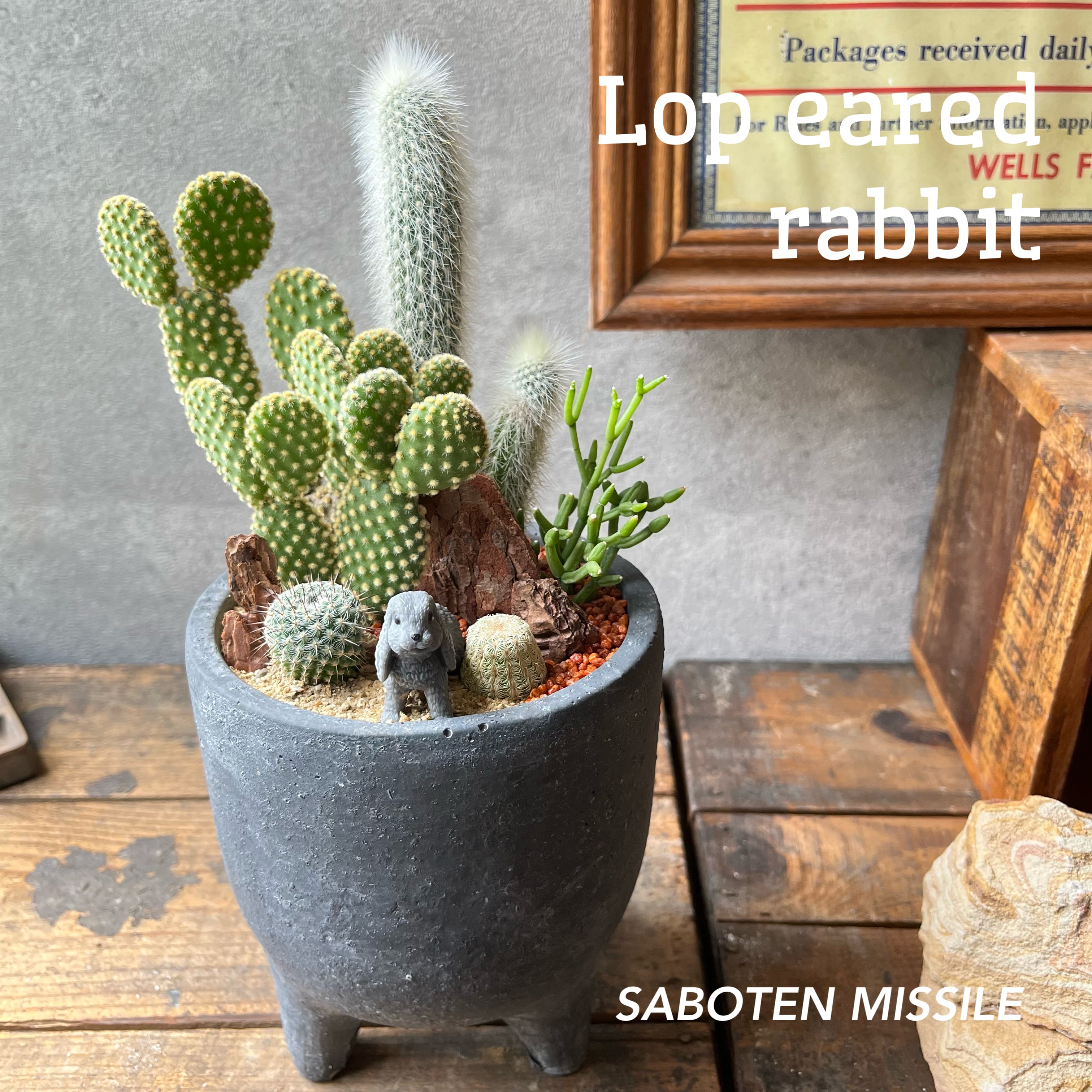 Lop eared rabbit ロップイヤーラビット | SABOTEN MISSILE