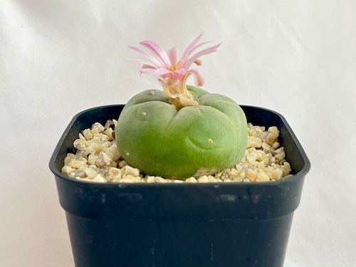 Lophophora williamsii var. decipiens　ロフォフォラ　銀冠玉　サボテン