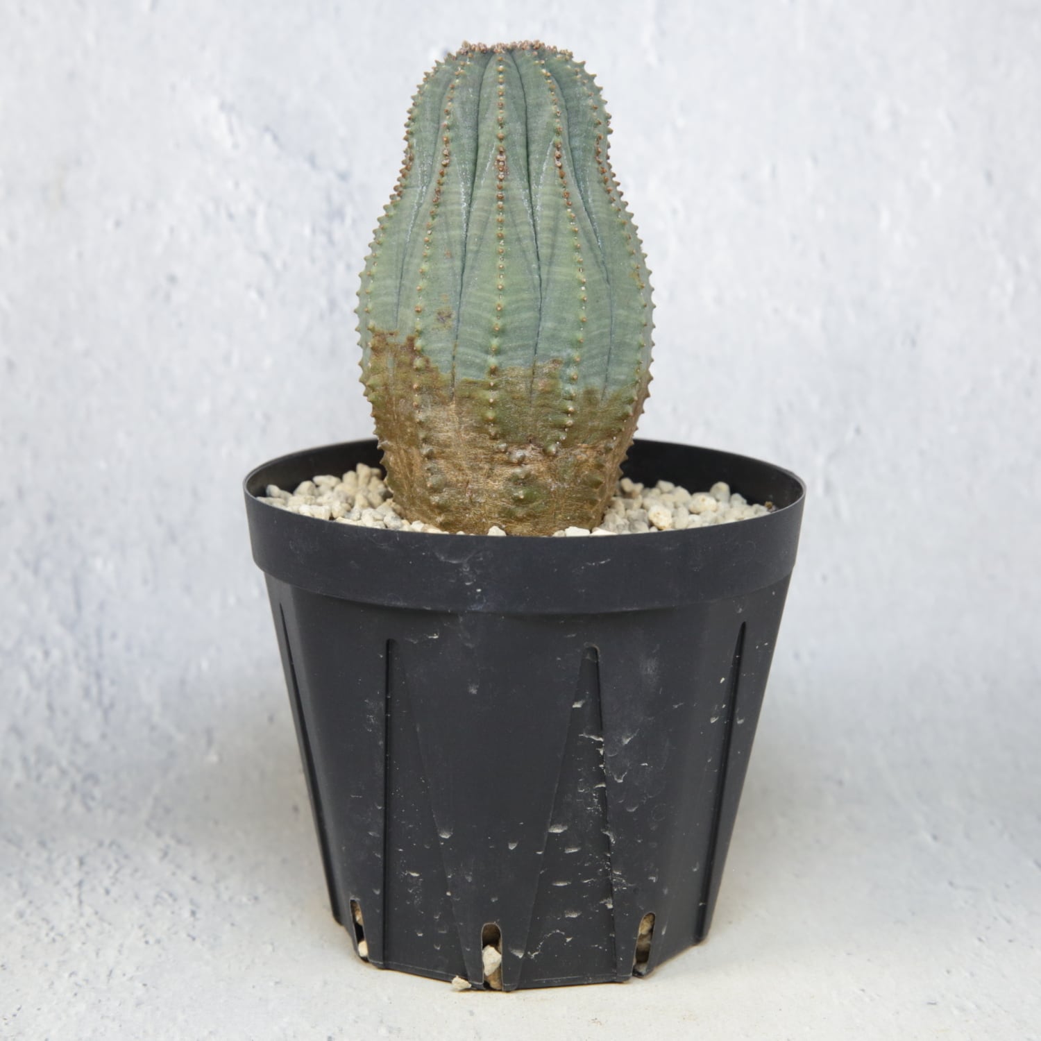 オス株 木質化 マウンテン オベサ / ユーフォルビア | LIGHTHOUSE