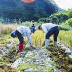 ［期間限定］生にんにく1kg（農薬・化学肥料・除草剤不使用）