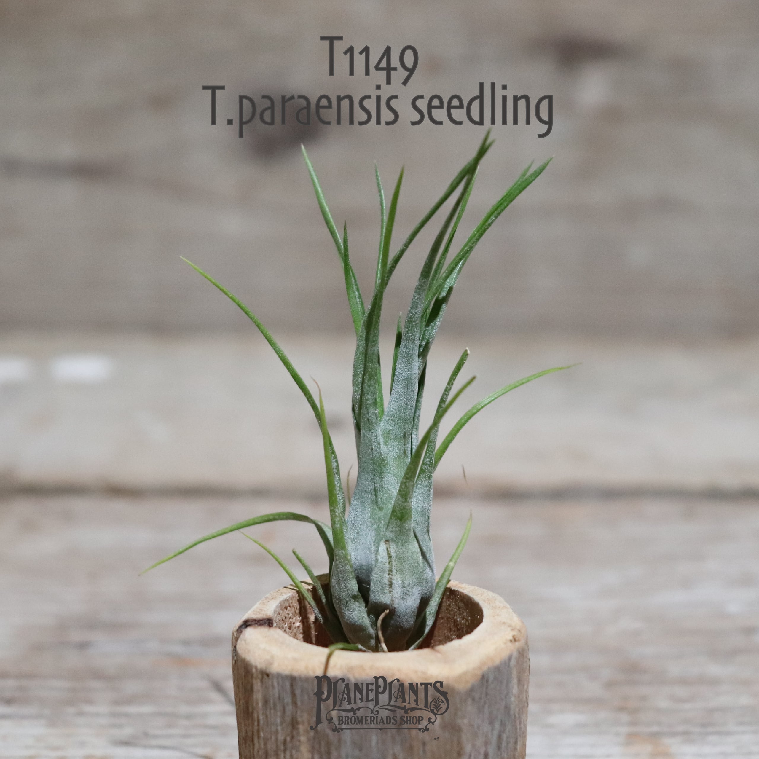 送料無料】paraensis SEEDLING 〔エアプランツ〕現品発送T1149 | plane