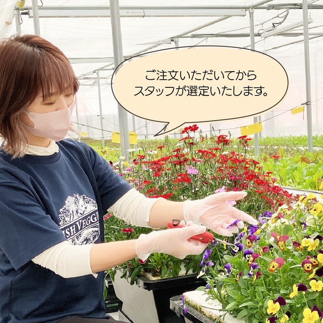 【エディブルフラワー】ビオラ・化学肥料/農薬不使用の安心して食べられるお花　10輪
