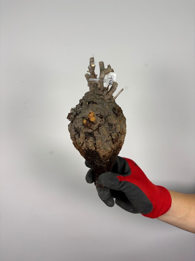 F156 現地発根株 オペルクリカリア パキプス 6/15 入荷 Operculicarya pachypus 塊根植物 現地球