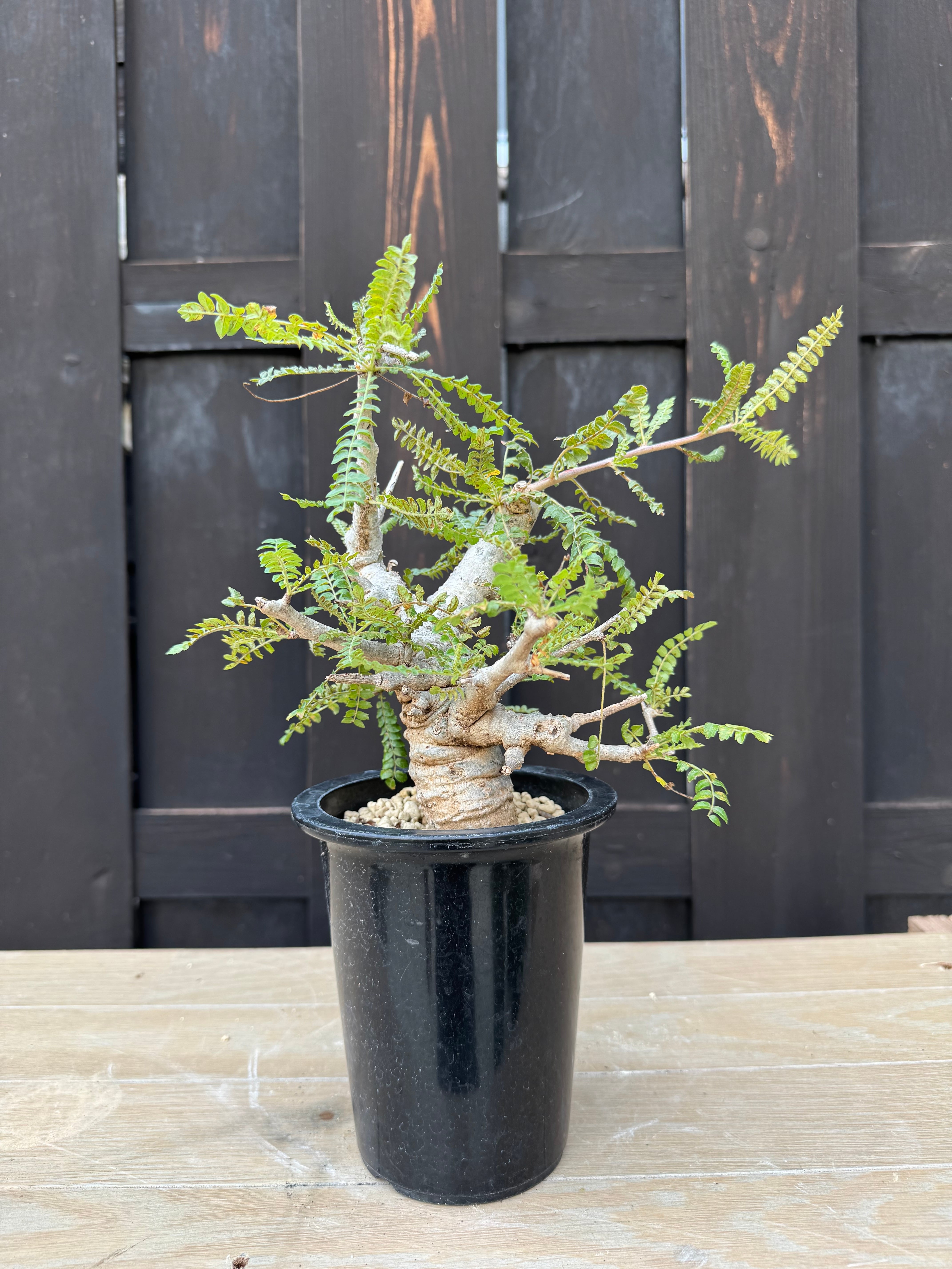 【新着】Boswellia neglecta【良型・タイ実生】 ボスウェリア・ネグレクタ