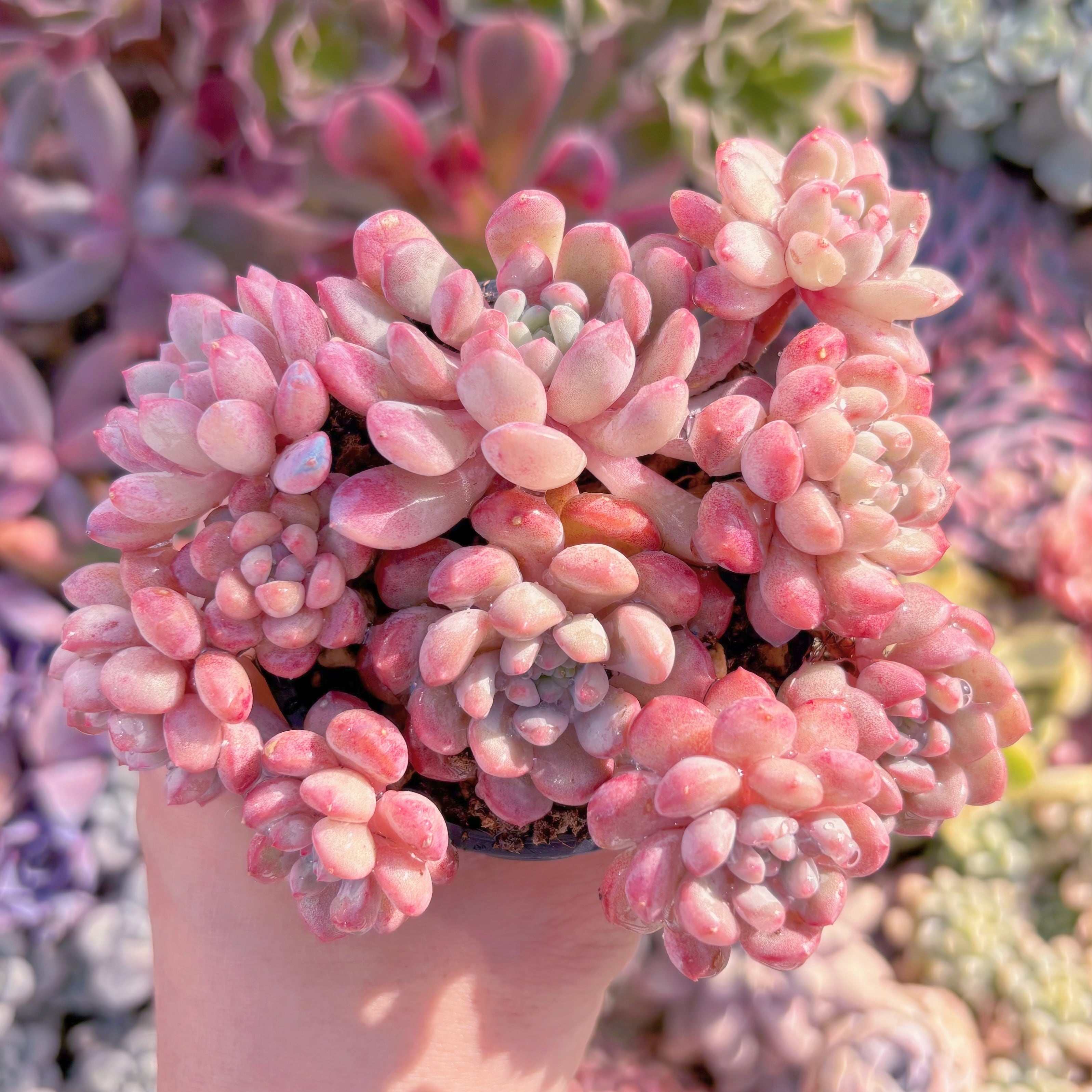 現品　萌豆#781　るる農園