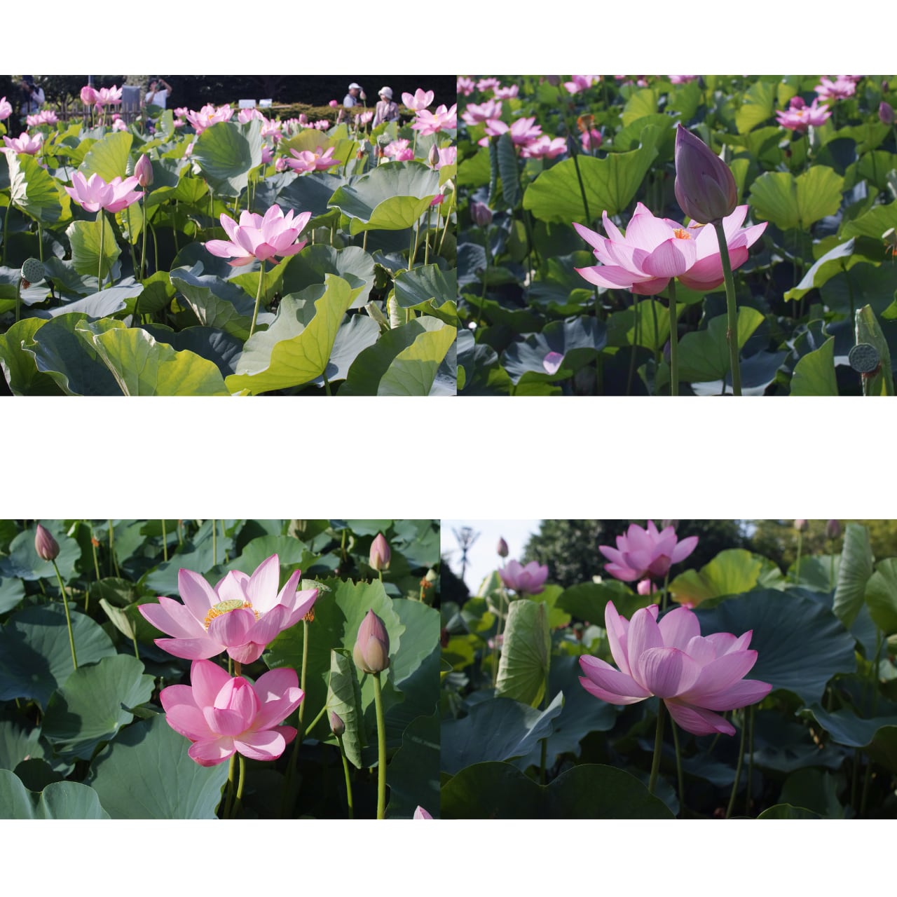デジタル写真素材 「古代蓮の開花・2」横置き 4枚組 商用可