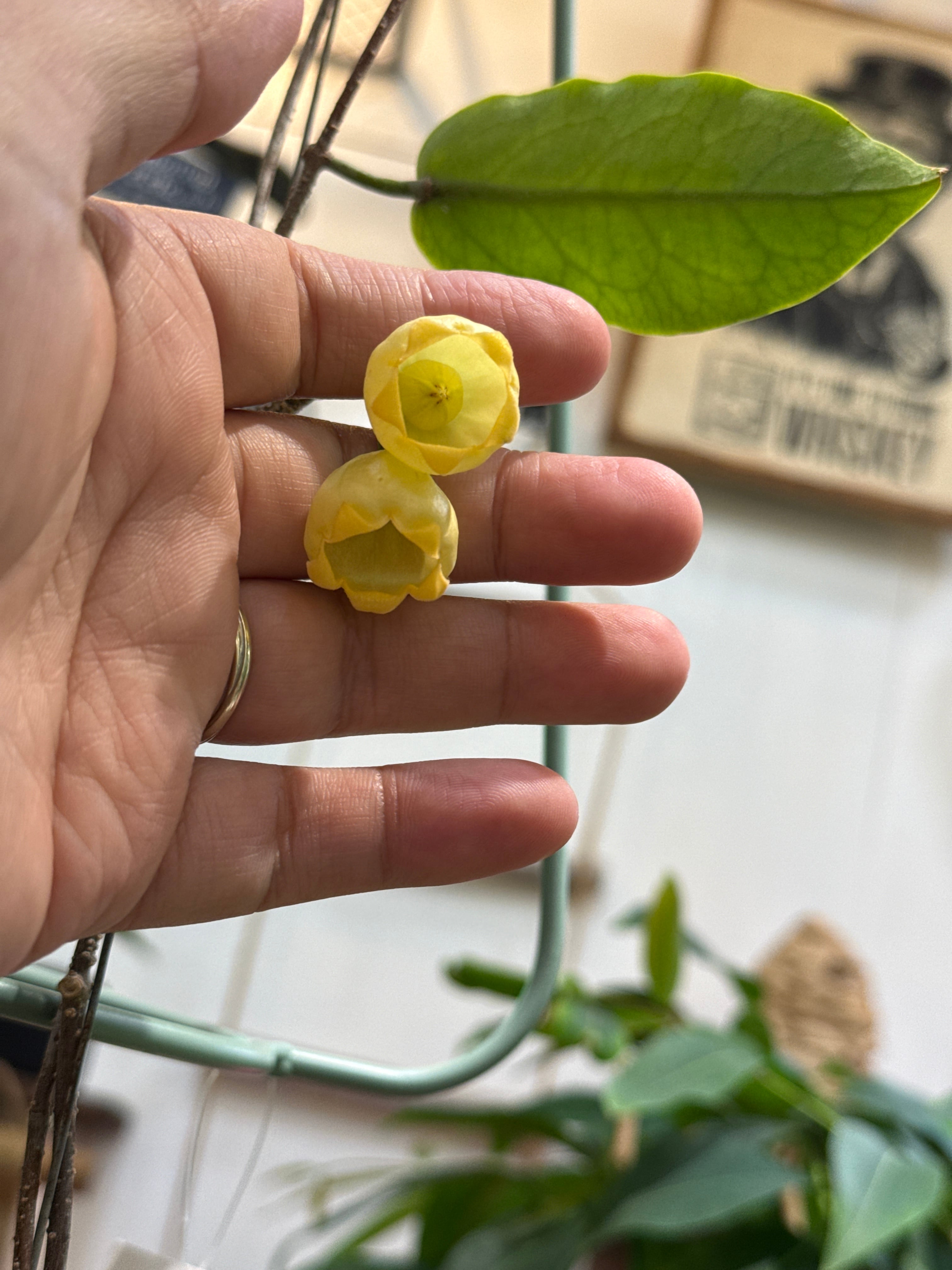 hoya inflata / ホヤ インフラータ | Gardenえん 【観葉熱帯植物】