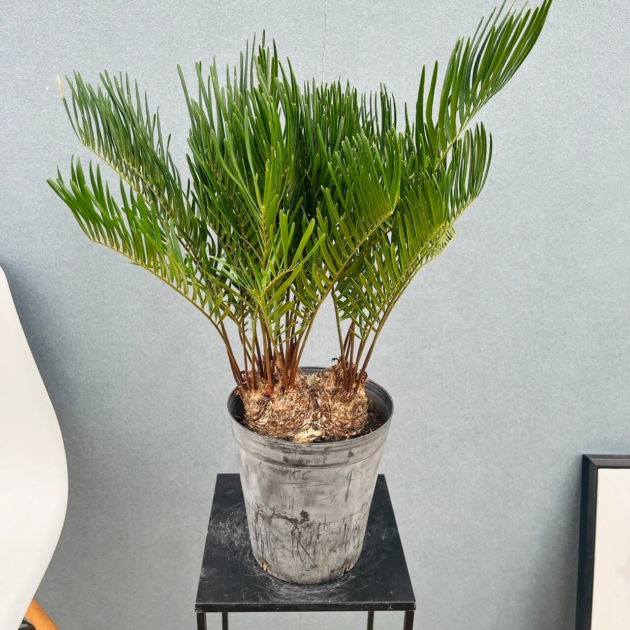 現品］【珍しい】80番 フィカス エベレスト 曲がり 7号 観葉植物 室内