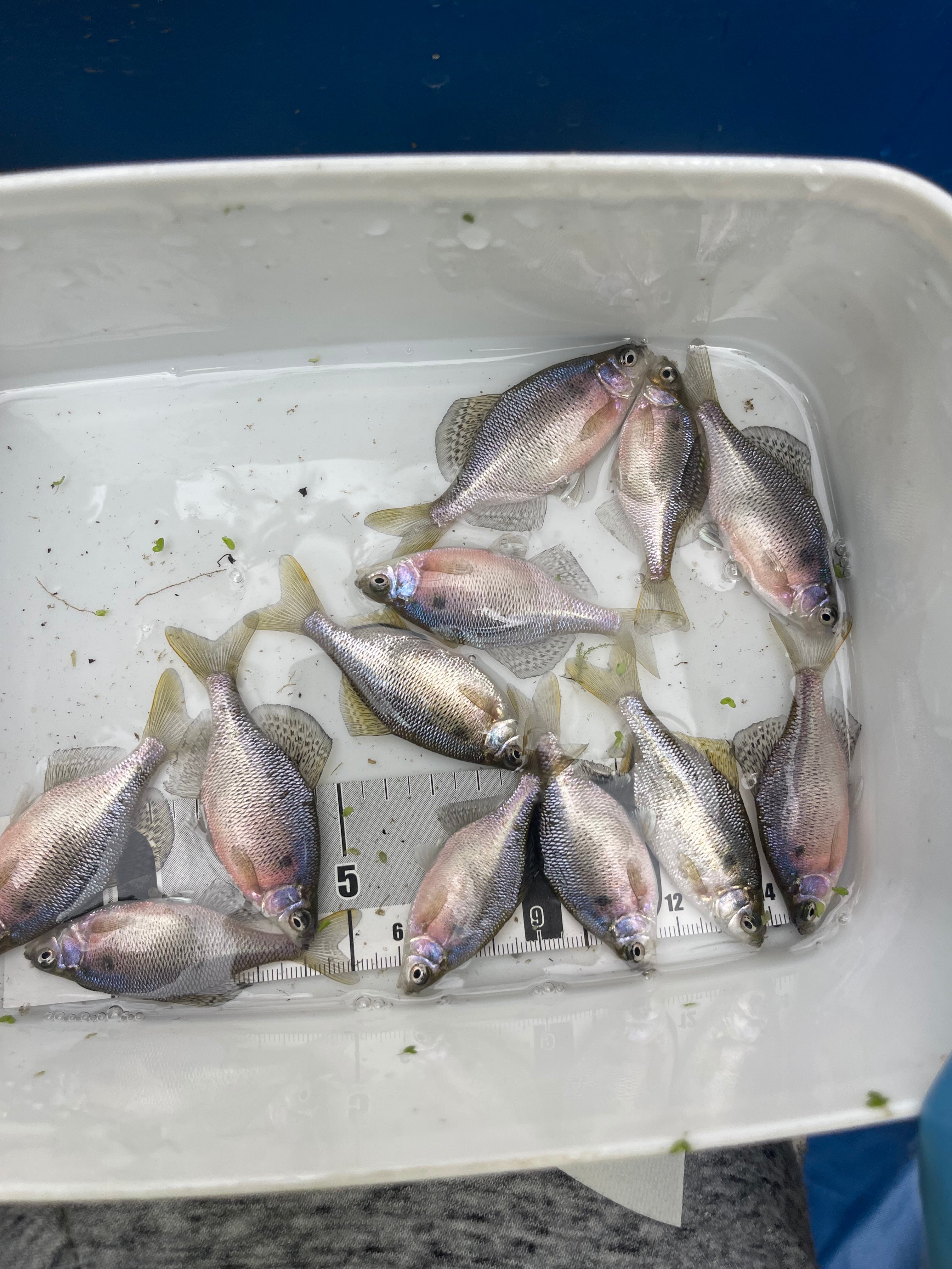 Azuma】◇極上親種◇ プロミネンス ◇ 画像の7ペア 計14匹 めだか