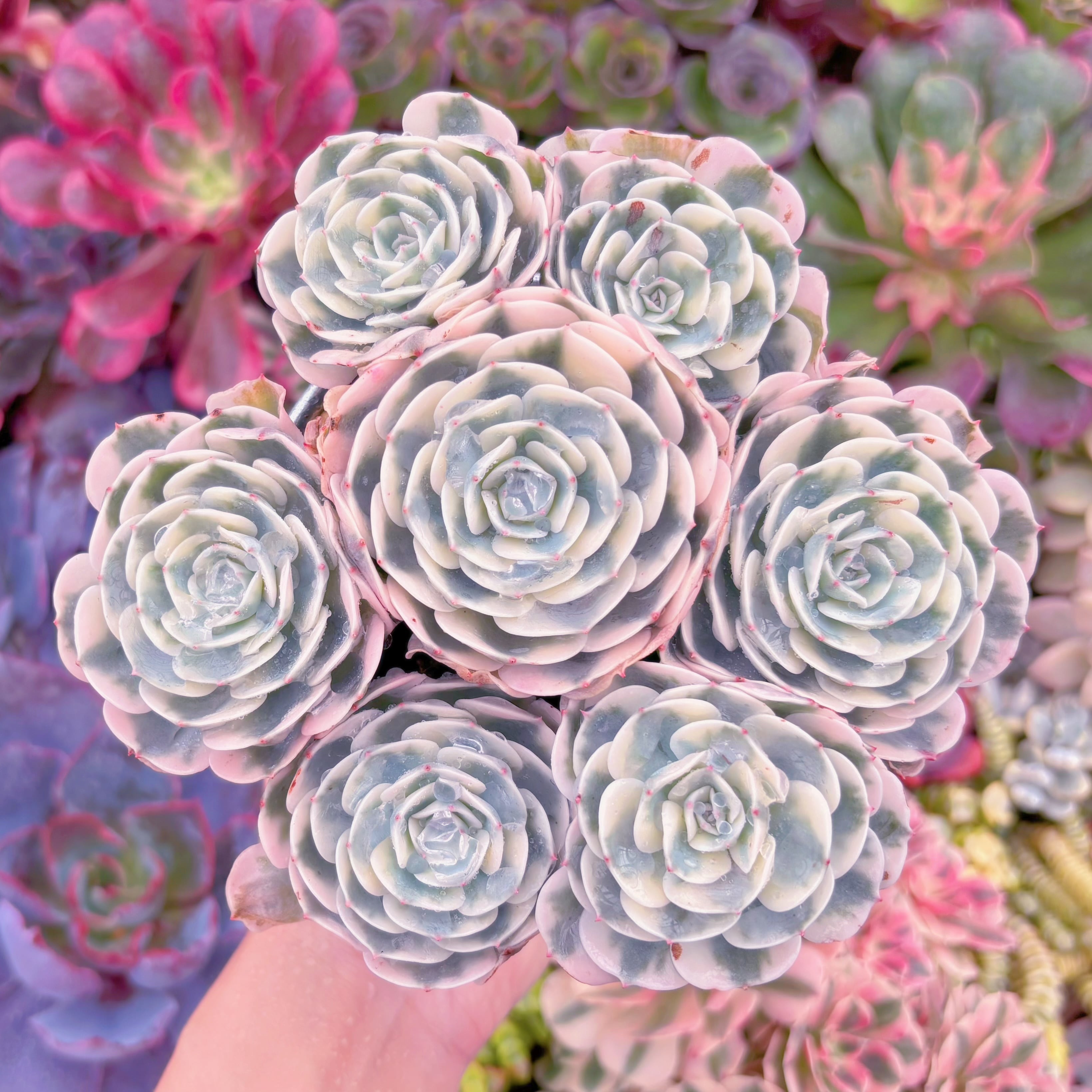 現品　ルノーディーン錦 #007　大群生　超美苗　新入荷　るる農園