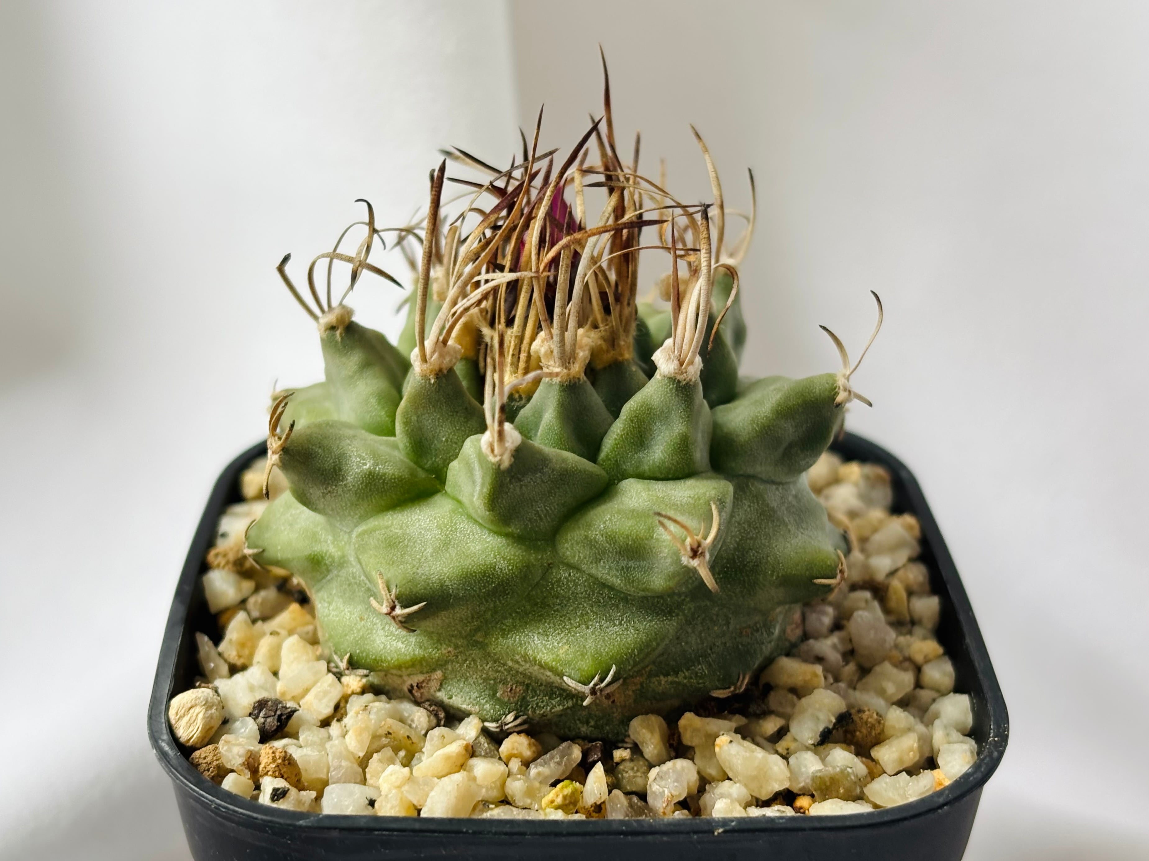 Turbinicarpus alonsoi ツルビニカルプス アロンソイ サボテン