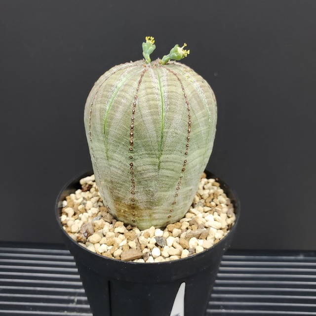 【ノーマル Sサイズ】雄株 49mm Euphorbia Obesa ユーフォルビア オベサ 木質化