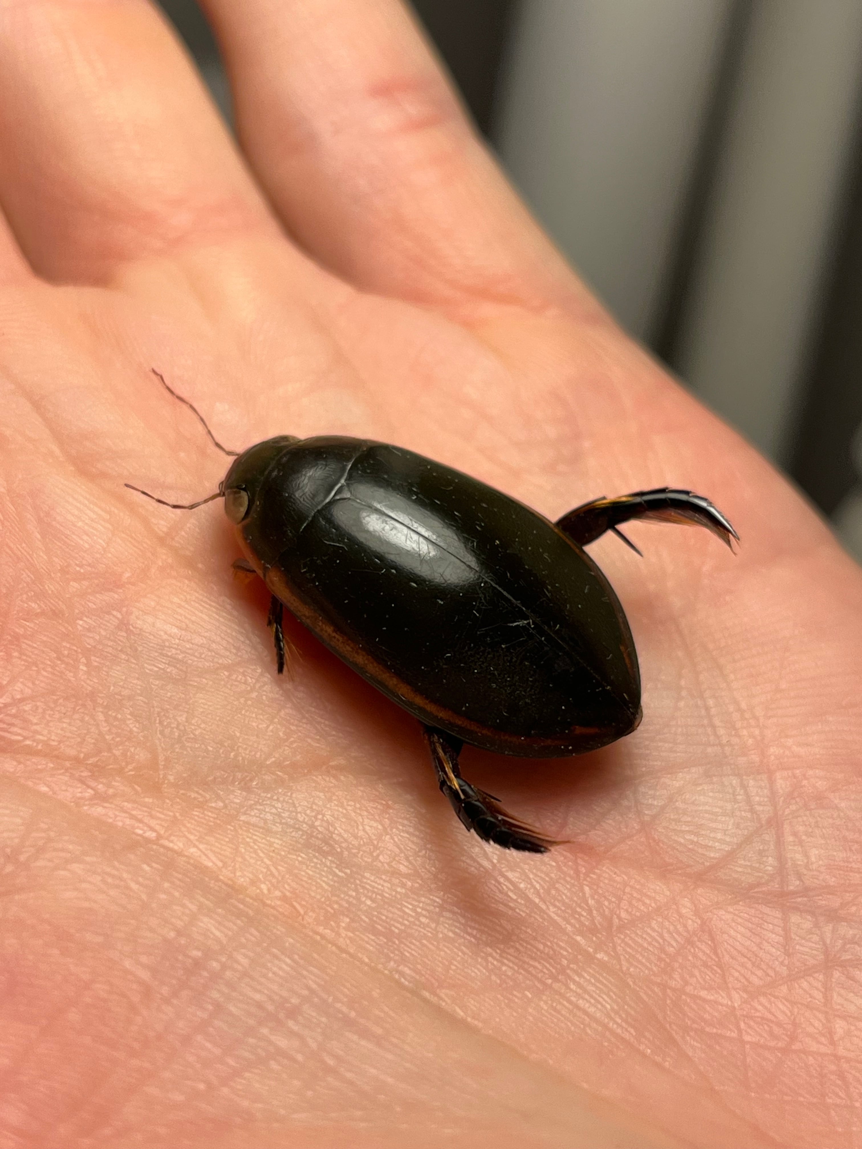 田亀最大級】ナンベイオオタガメの昆虫標本 タランチュラムカデ