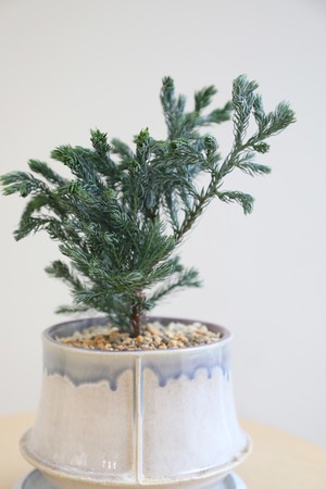 【S】コニファー ボールバード/Chamaecyparis