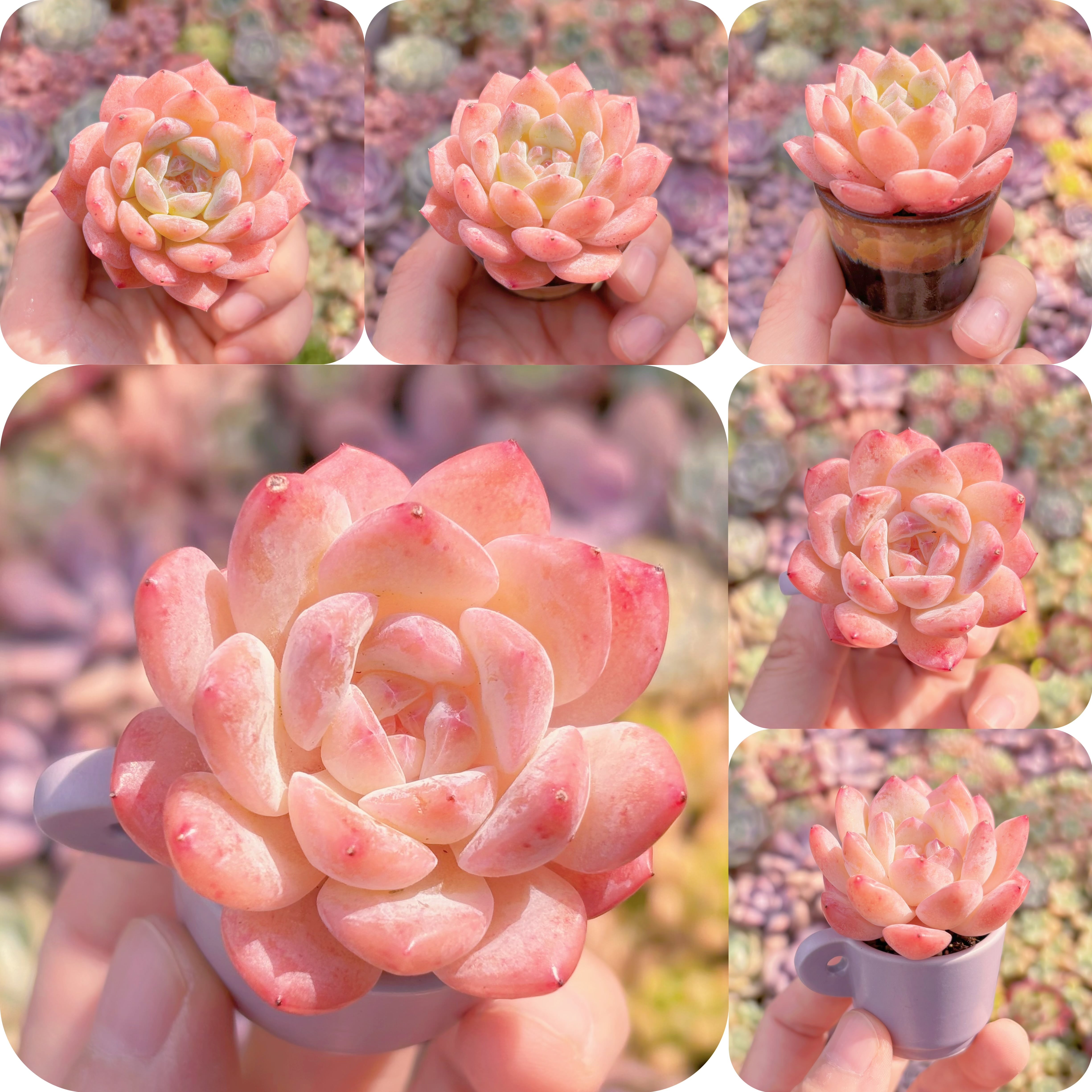 多肉植物 氷魄 新入荷 るる農園 | るる農園~多肉植物専門