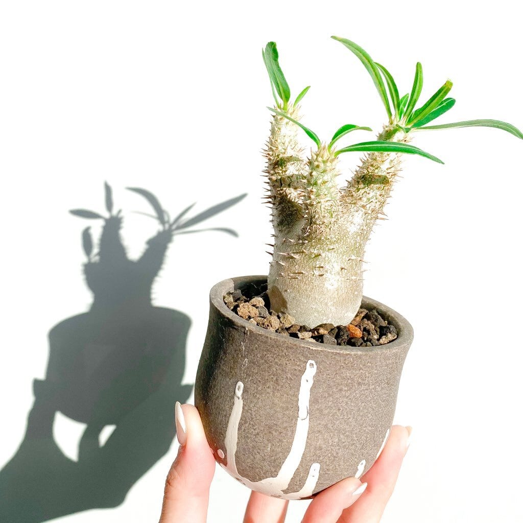 パキポディウム・イノピナーツム | INERMIS ～perfect plants～