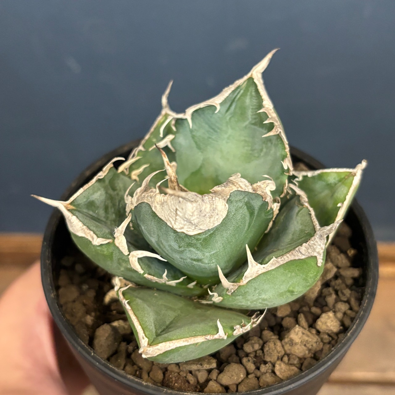 アガベ チタノタ 南アフリカダイヤモンド(SAD)【1093】