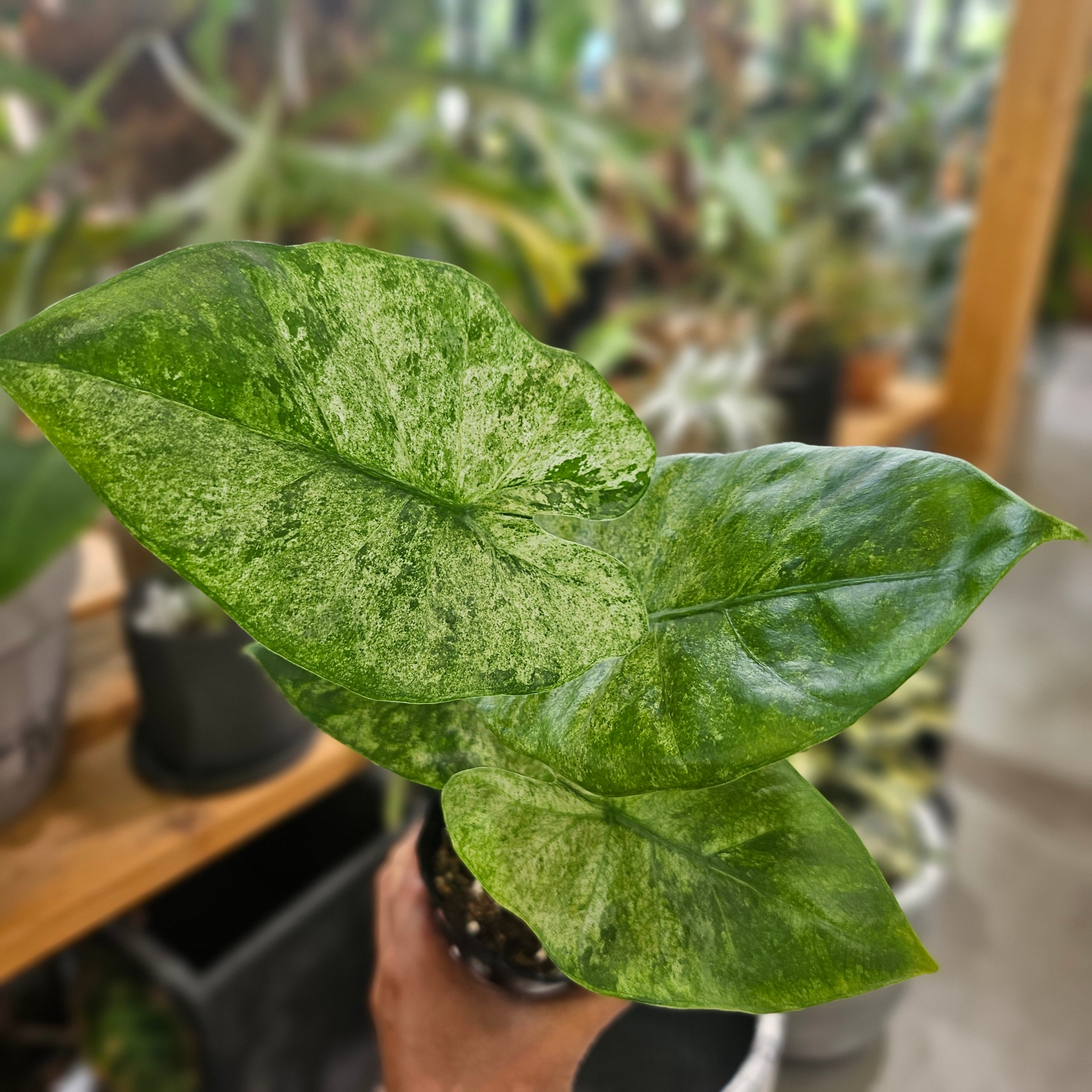 S-86 超希少 サンスベリア タワー 斑入り 輸入株 鉢ごと発送 S-86 超希少 サンスベリア タワー 斑入り 輸入株 鉢ごと発送