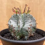 Euphorbia horrida【ユーフォルビア・玉型白ホリダ】