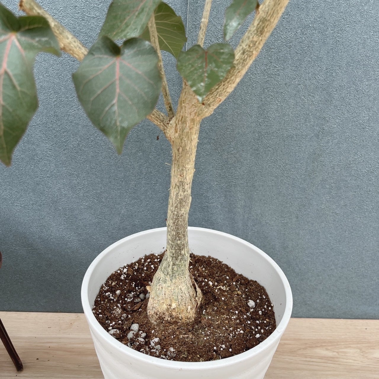 現品］20番 フィカス ペティオラリス 7号 観葉植物 室内 ゴムの木