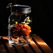 【VTギフト】sonnenglas ローズ橙×ユーカリ