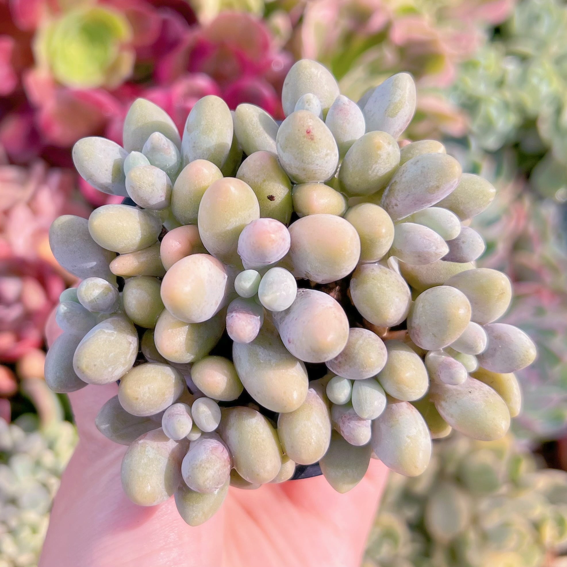 現品　ビューティーフィンガー#F023　るる農園