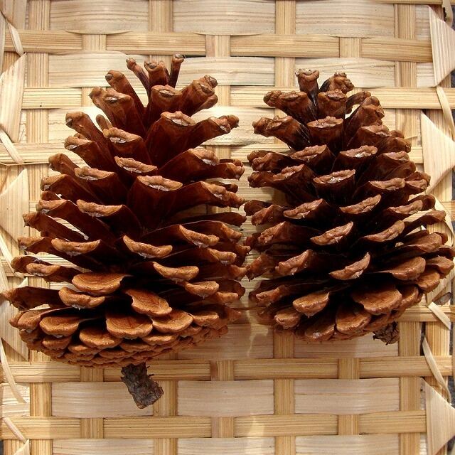 大きな松ぼっくり40個まとめて。10小分けも対応。