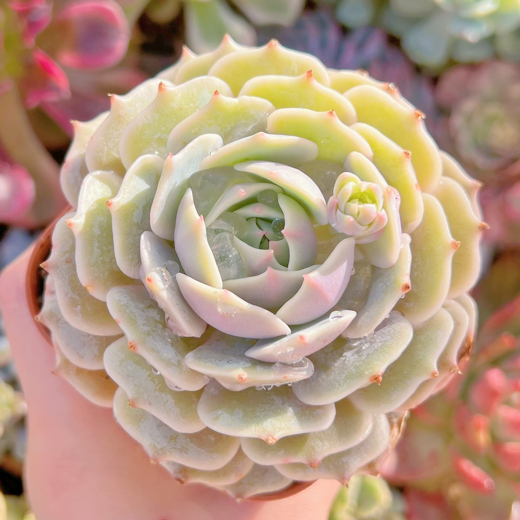 現品　ローラ#546　るる農園