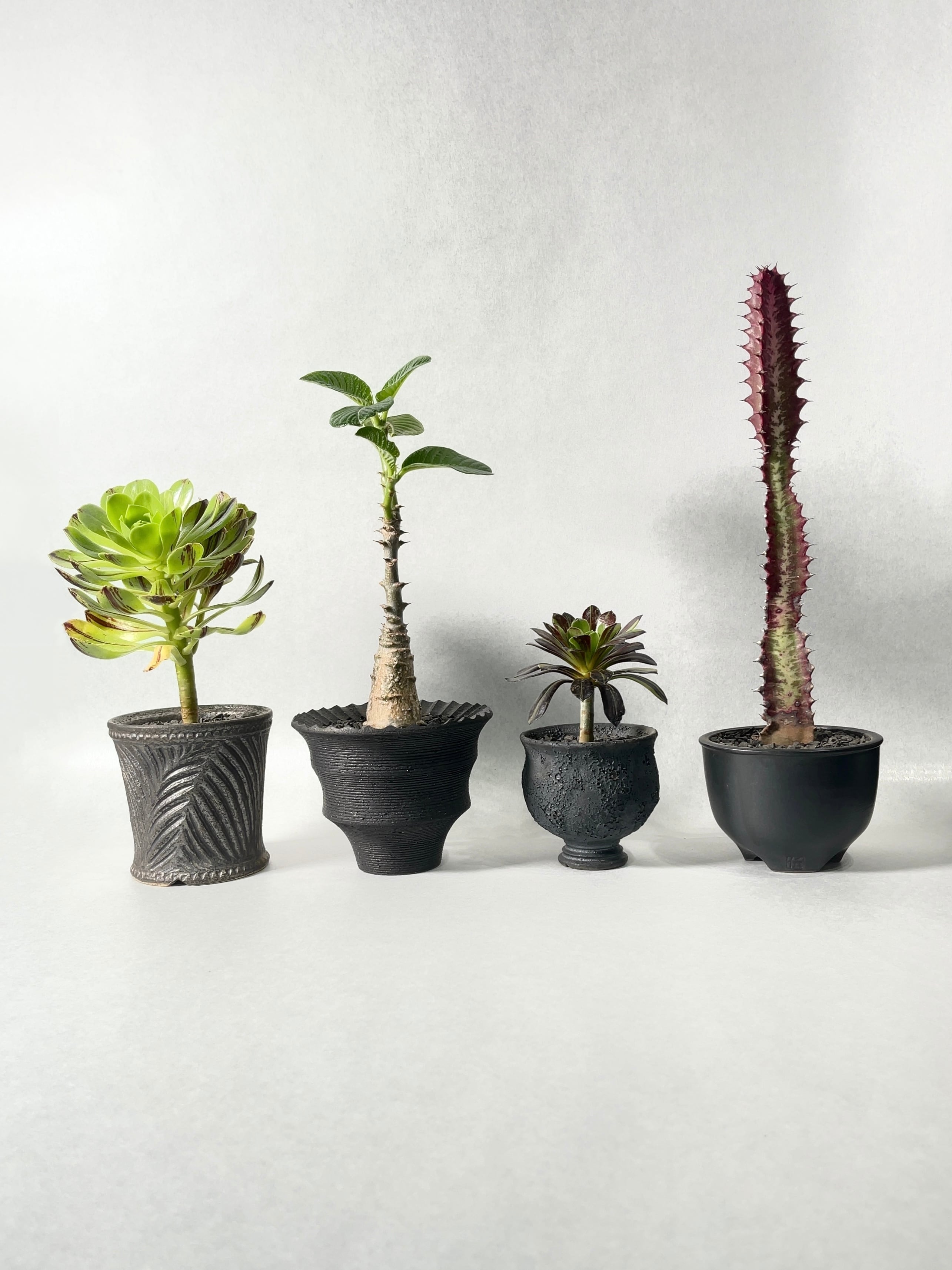 アエオニウム・ビックバン | trigger