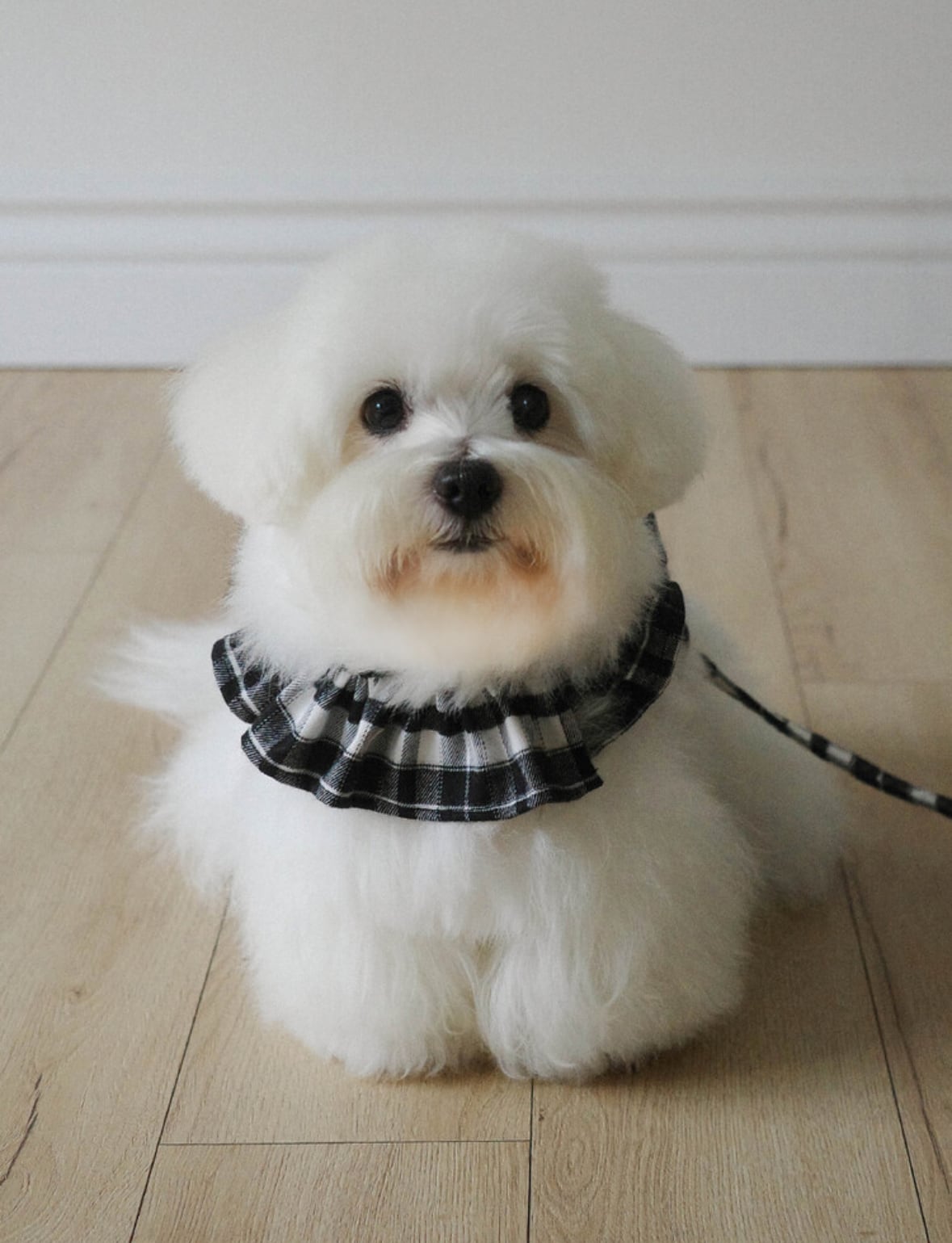 〈予約アイテム〉OHDIBS / capeness no.12 _ Black check