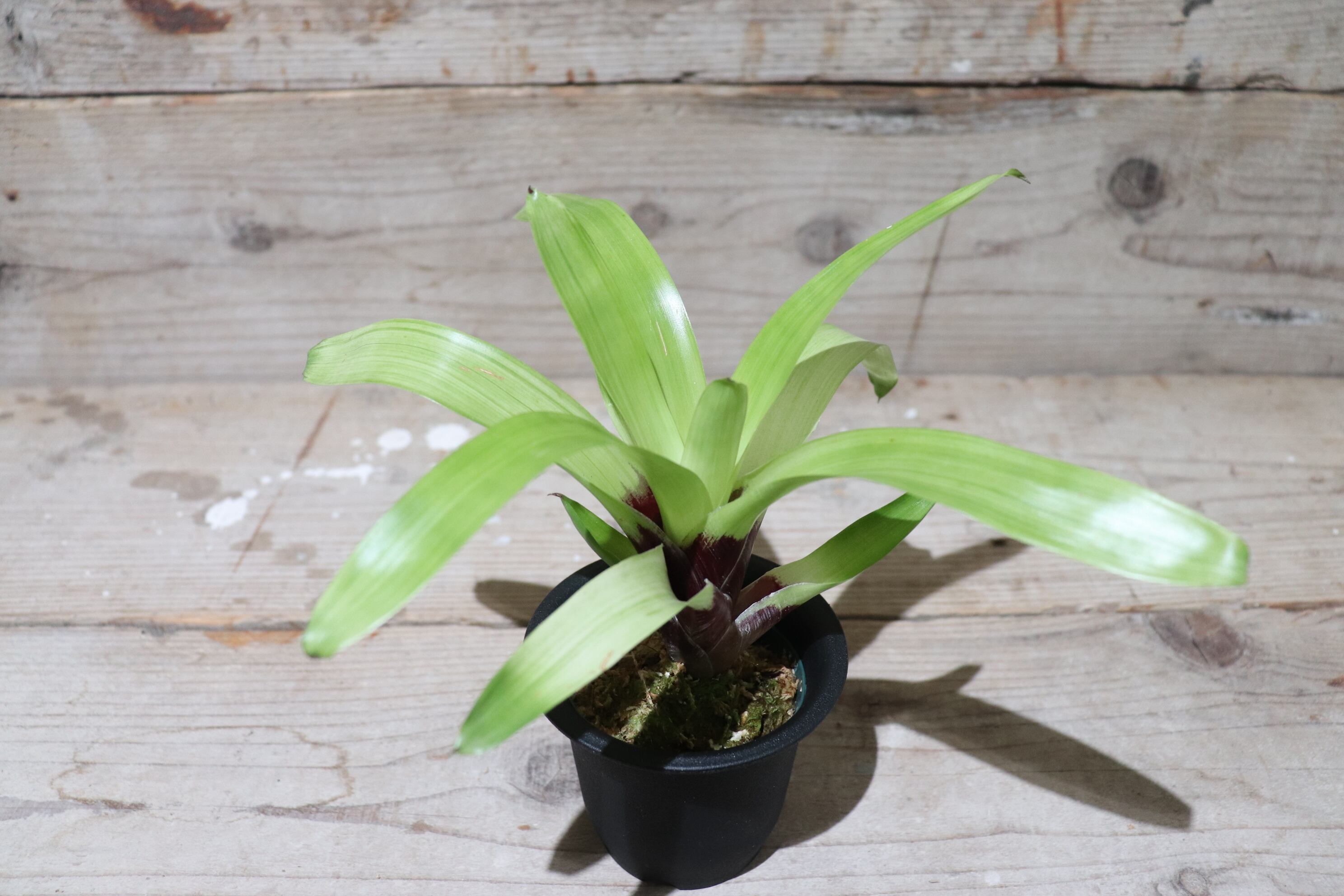 送料無料】Vriesea erythrodactylon 'White Cloud' (Brazil