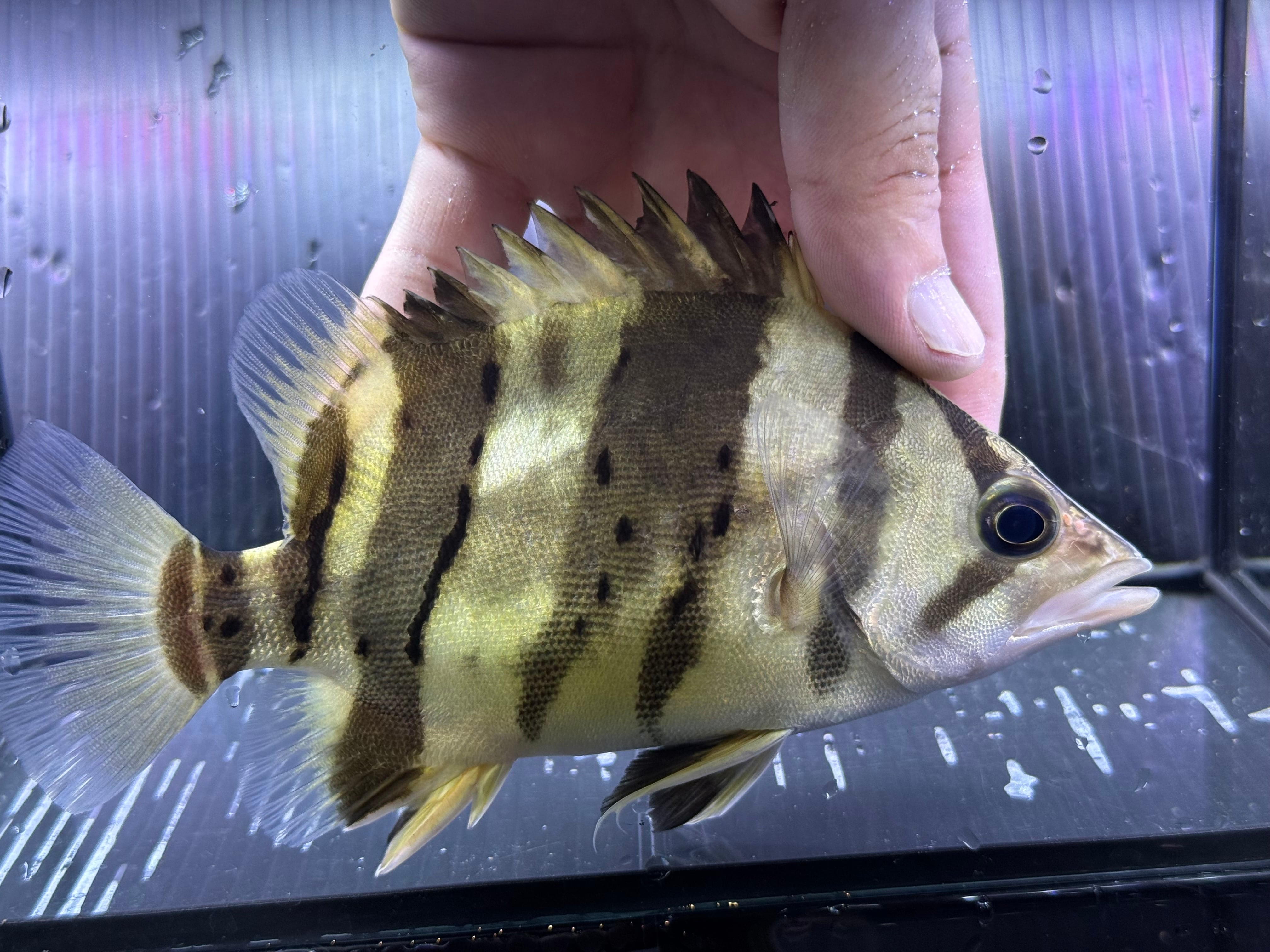 ダトニオ　両側フォークバンド G08② ダトニオ両側フォークバンド 16㎝前後 おとひめ食べます
