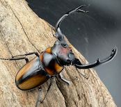 《スペキオススシカクワガタ 54mm ペア》