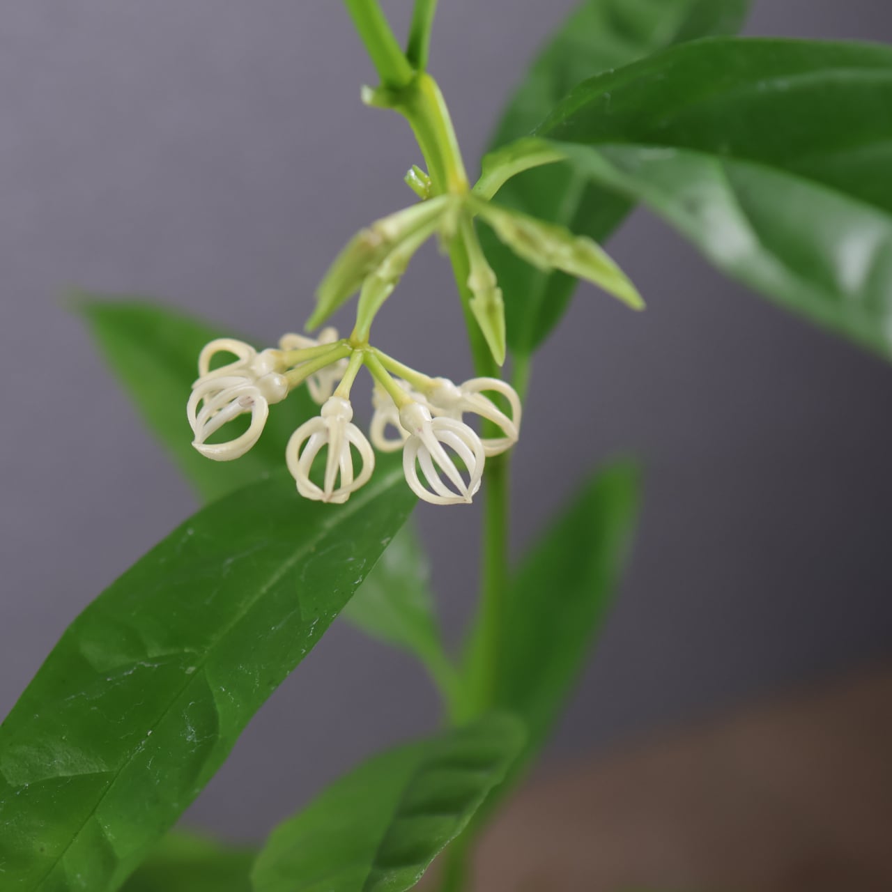 600『ホヤ デシプラエ』花苗【送料無料】 | MARX PLANTS | 観葉植物