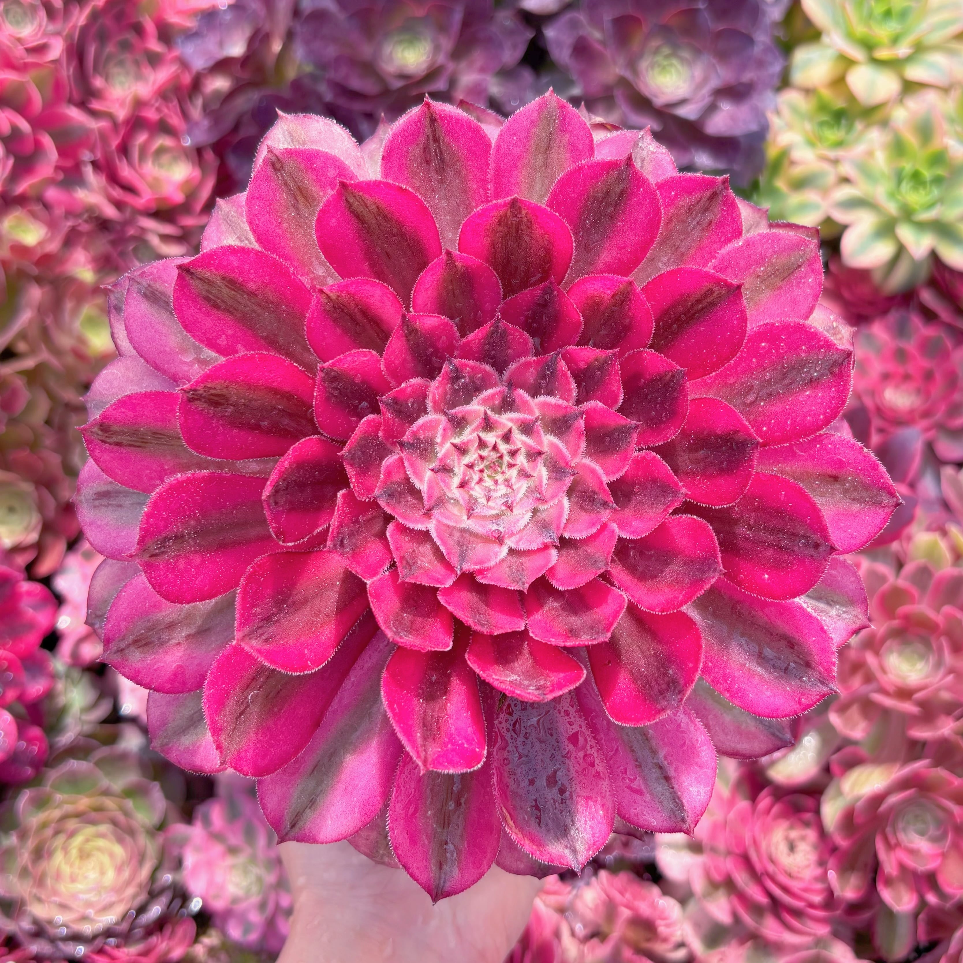 現品　白月光#K446　群生　るる農園