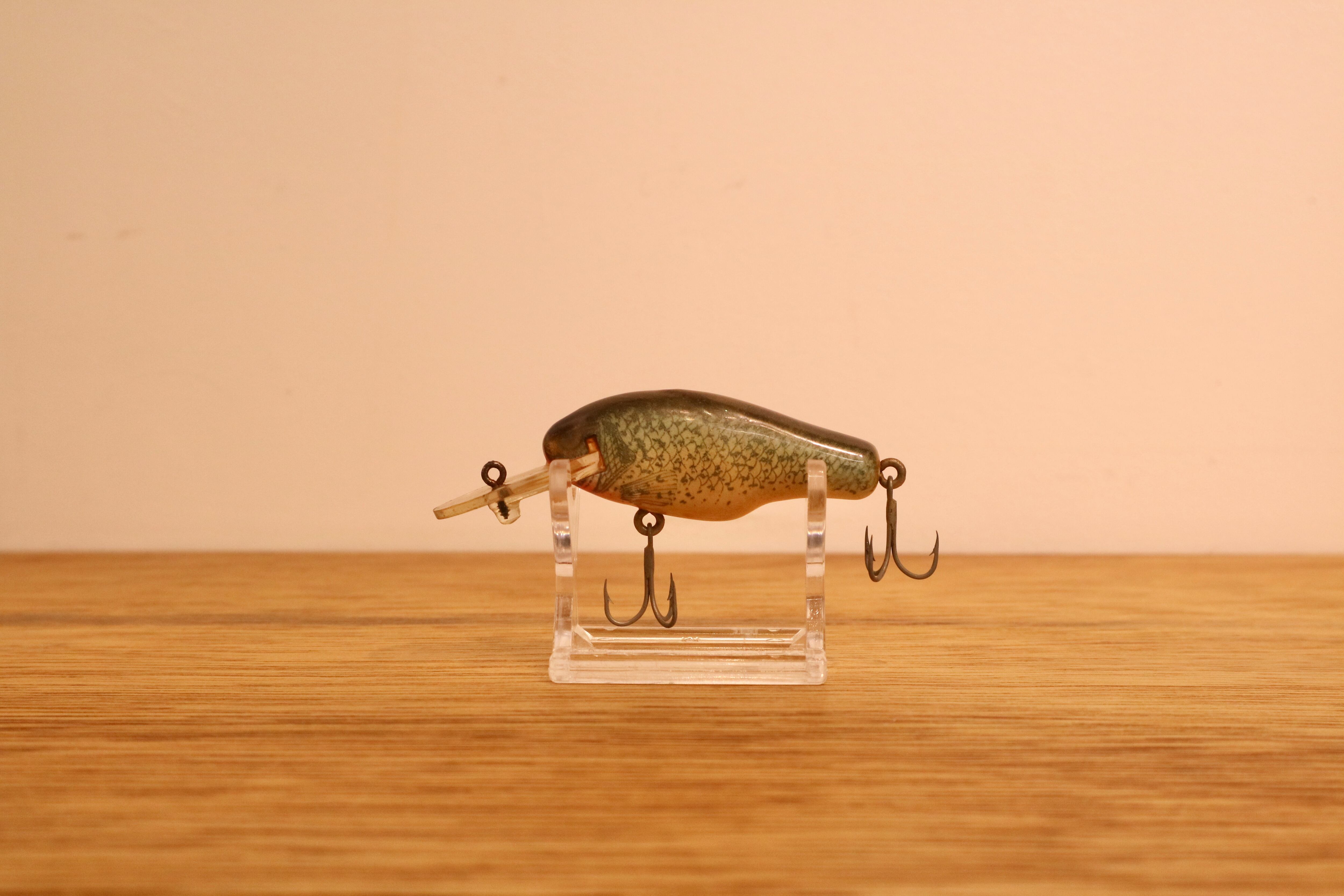 CORMORAN (コーモラン) / ダイブバス (パンプキンシード)