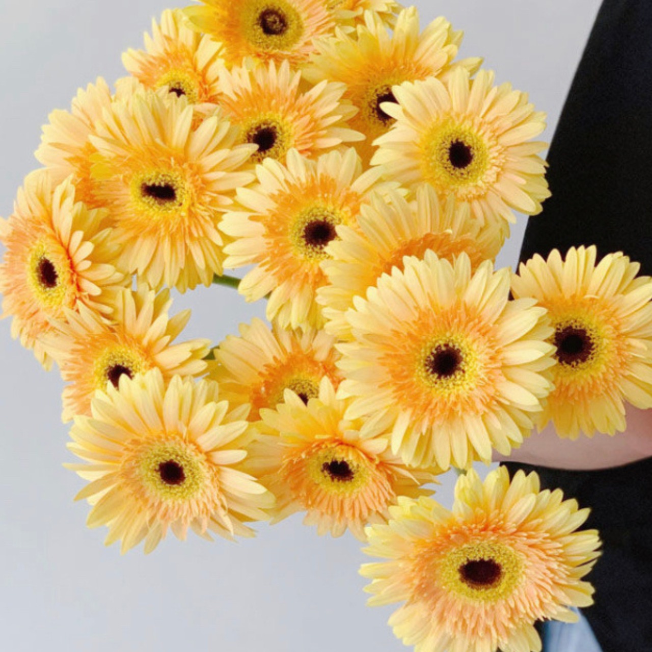 ガーベラ5本 | T-flowers